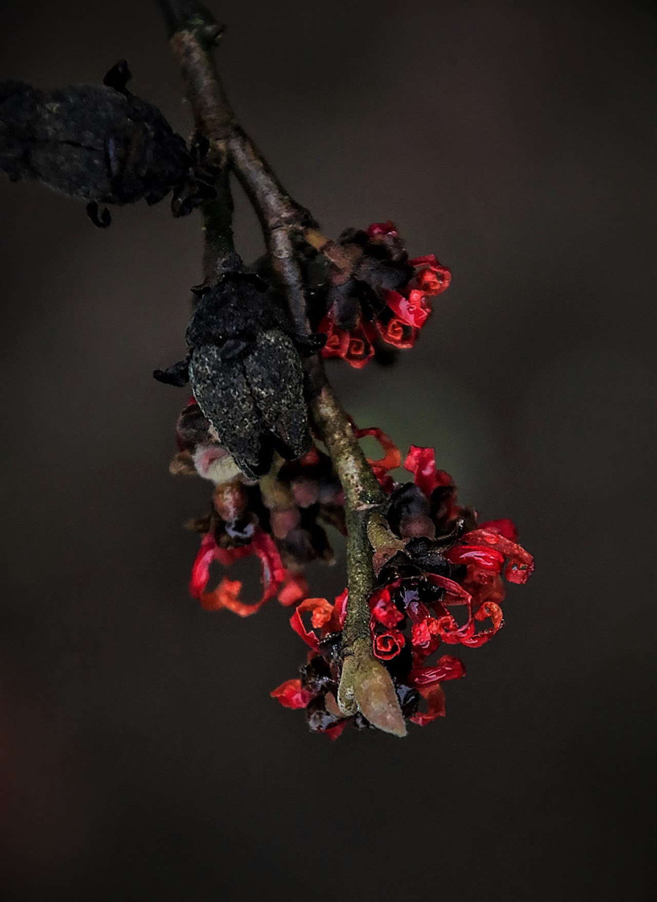 Canon EOS 760D (EOS Rebel T6s / EOS 8000D) sample photo. Nascent red witch hazel flower photography