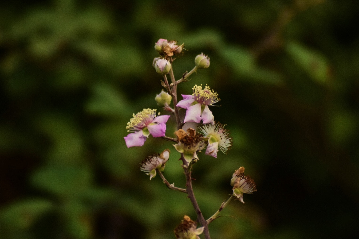 Nikon D5300 + Sigma 70-210mm F4-5.6 UC-II sample photo. Born photography