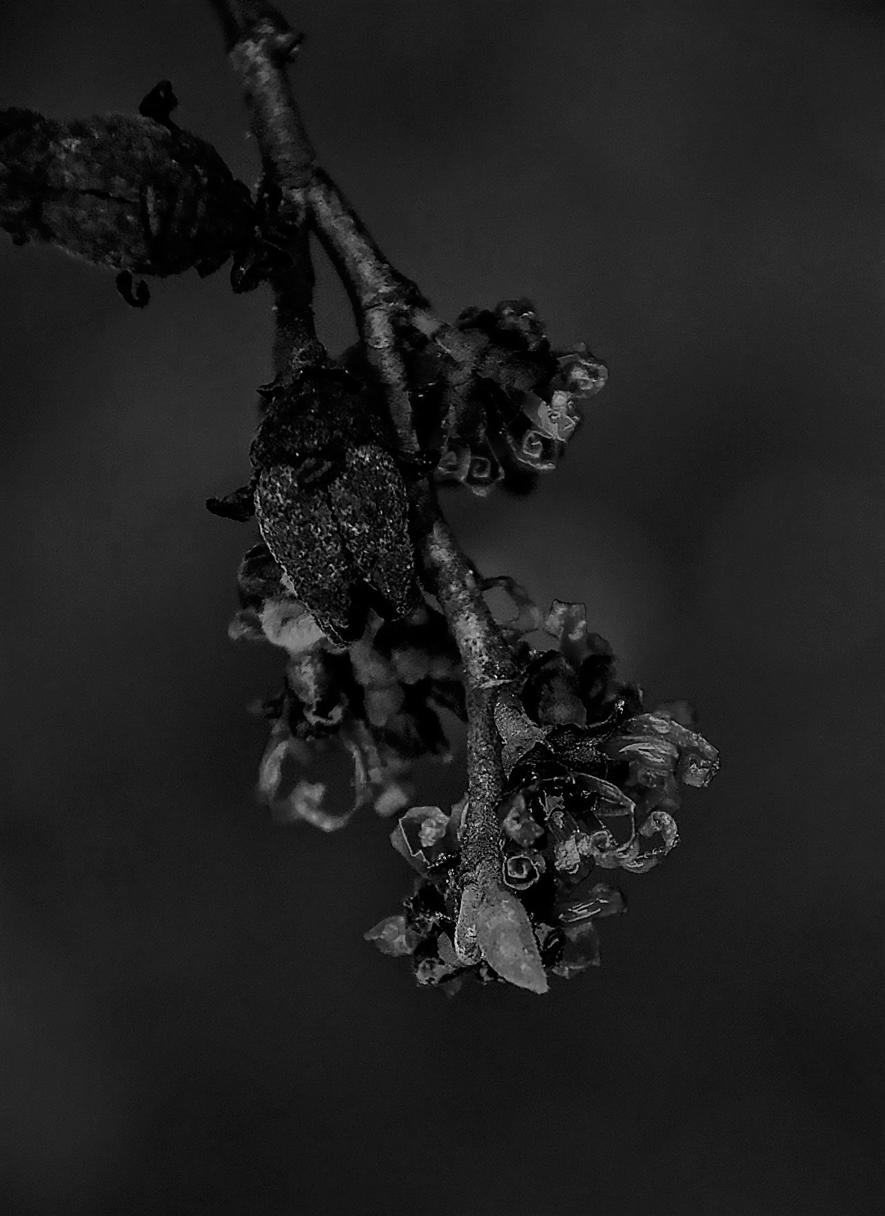 Canon EOS 760D (EOS Rebel T6s / EOS 8000D) sample photo. Red witch hazel flower in silver photography