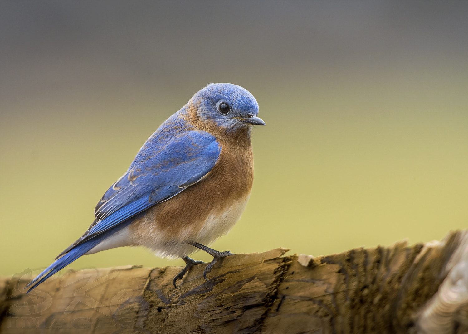 Nikon D7200 sample photo. Winter blues (eastern bluebird) photography