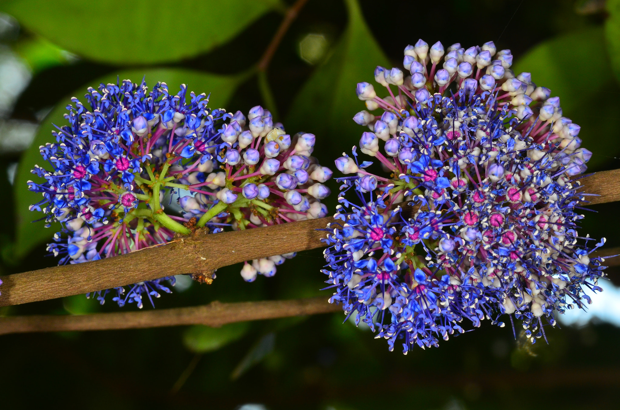 Nikon D7000 + AF Micro-Nikkor 105mm f/2.8 sample photo