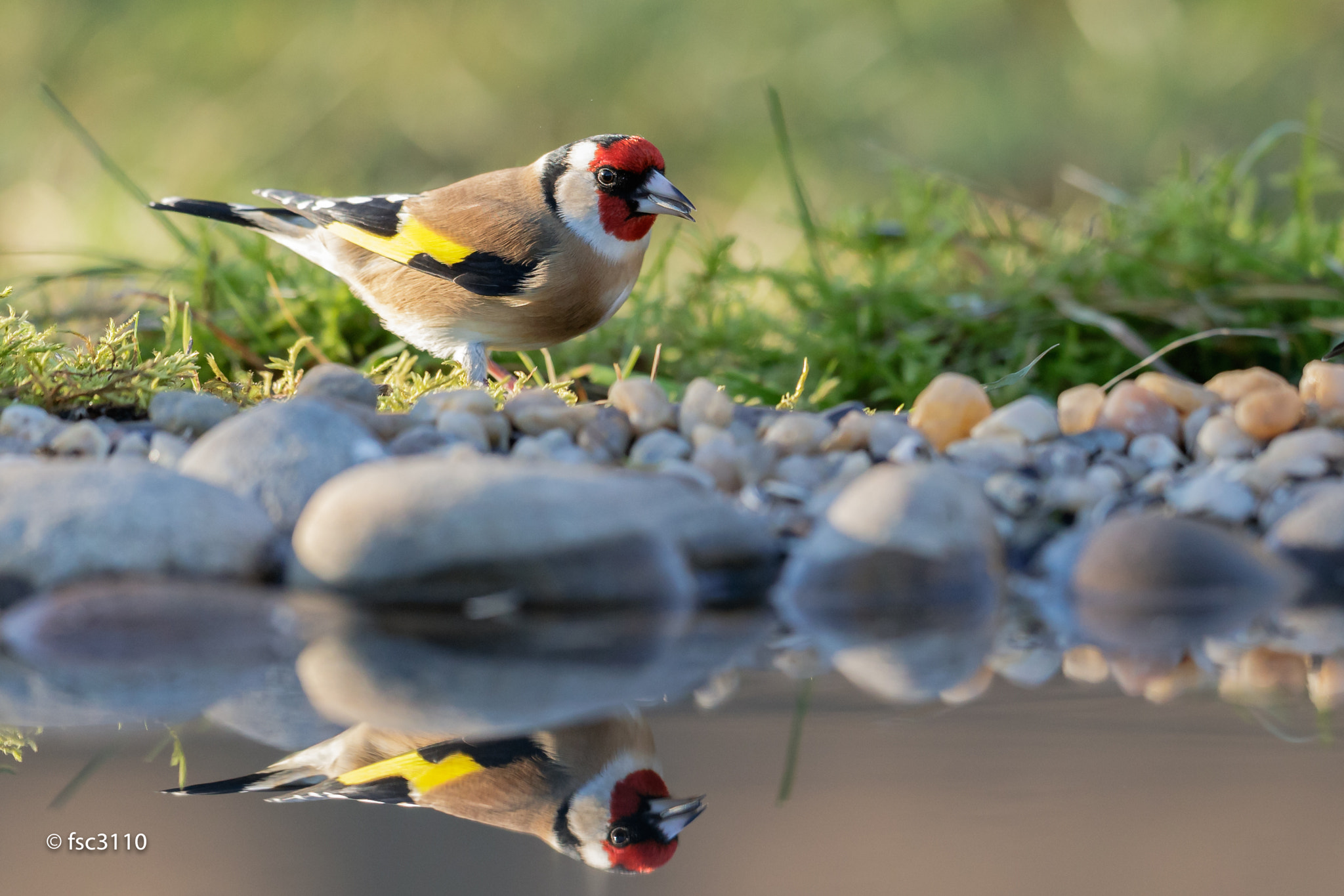 Canon EF 500mm F4L IS II USM sample photo. European goldfinch at the drink station photography
