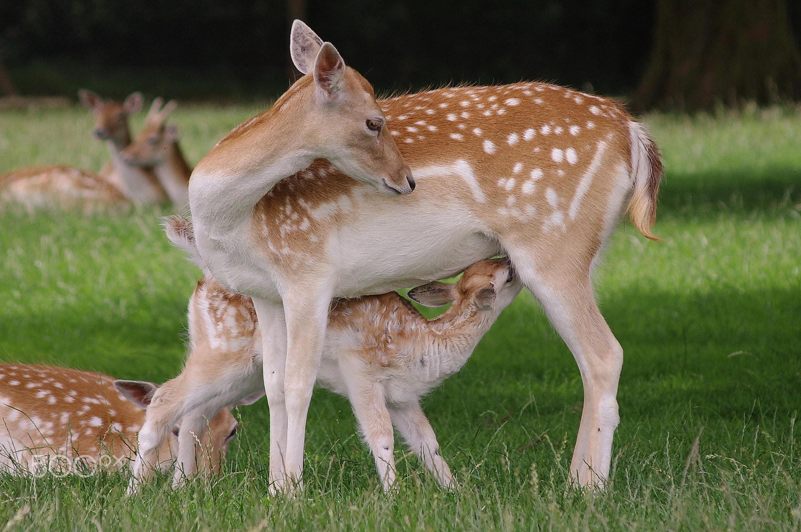 Pentax K-x + Sigma sample photo. Sika deer suckling young photography