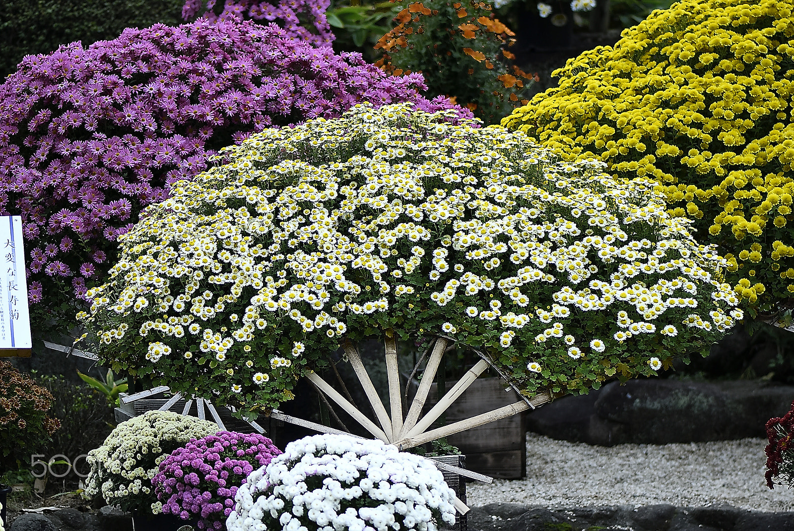 Nikon AF-S Micro-Nikkor 105mm F2.8G IF-ED VR sample photo. Extremely long-lived chrysanthemum photography