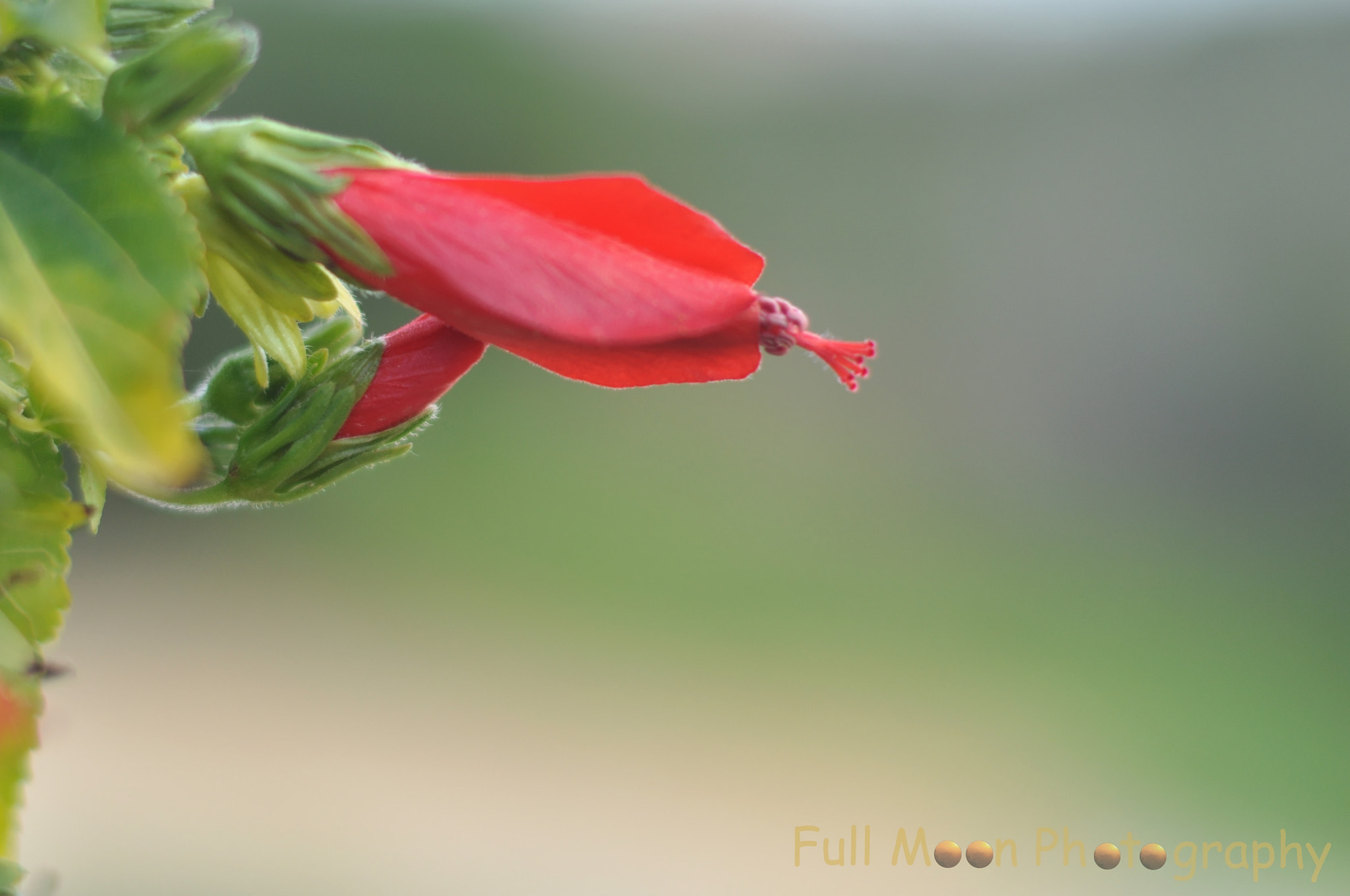 Nikon D5000 sample photo. Say it with the flowers photography