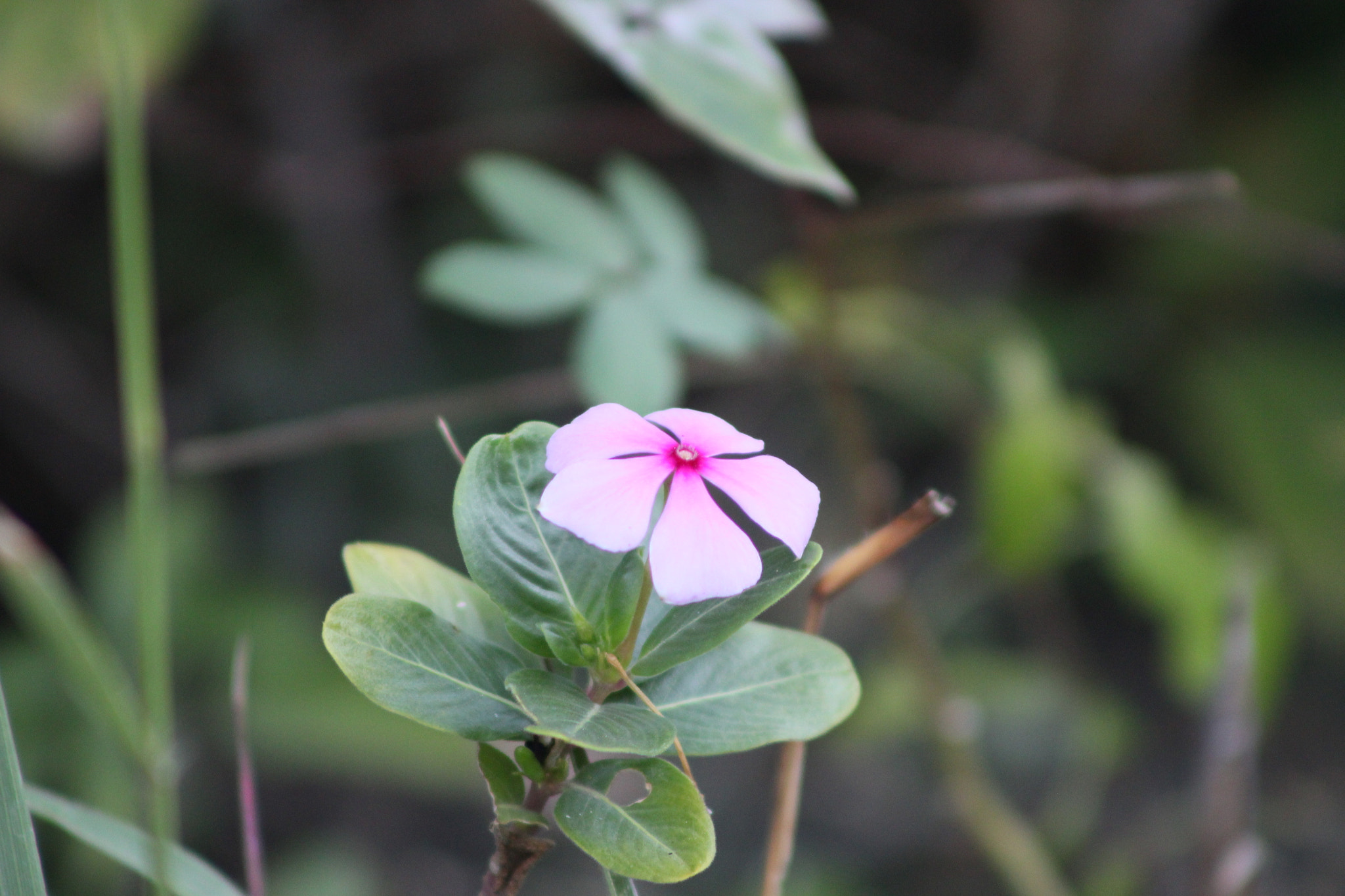 Canon EF 75-300mm f/4-5.6 USM sample photo. Flower photography