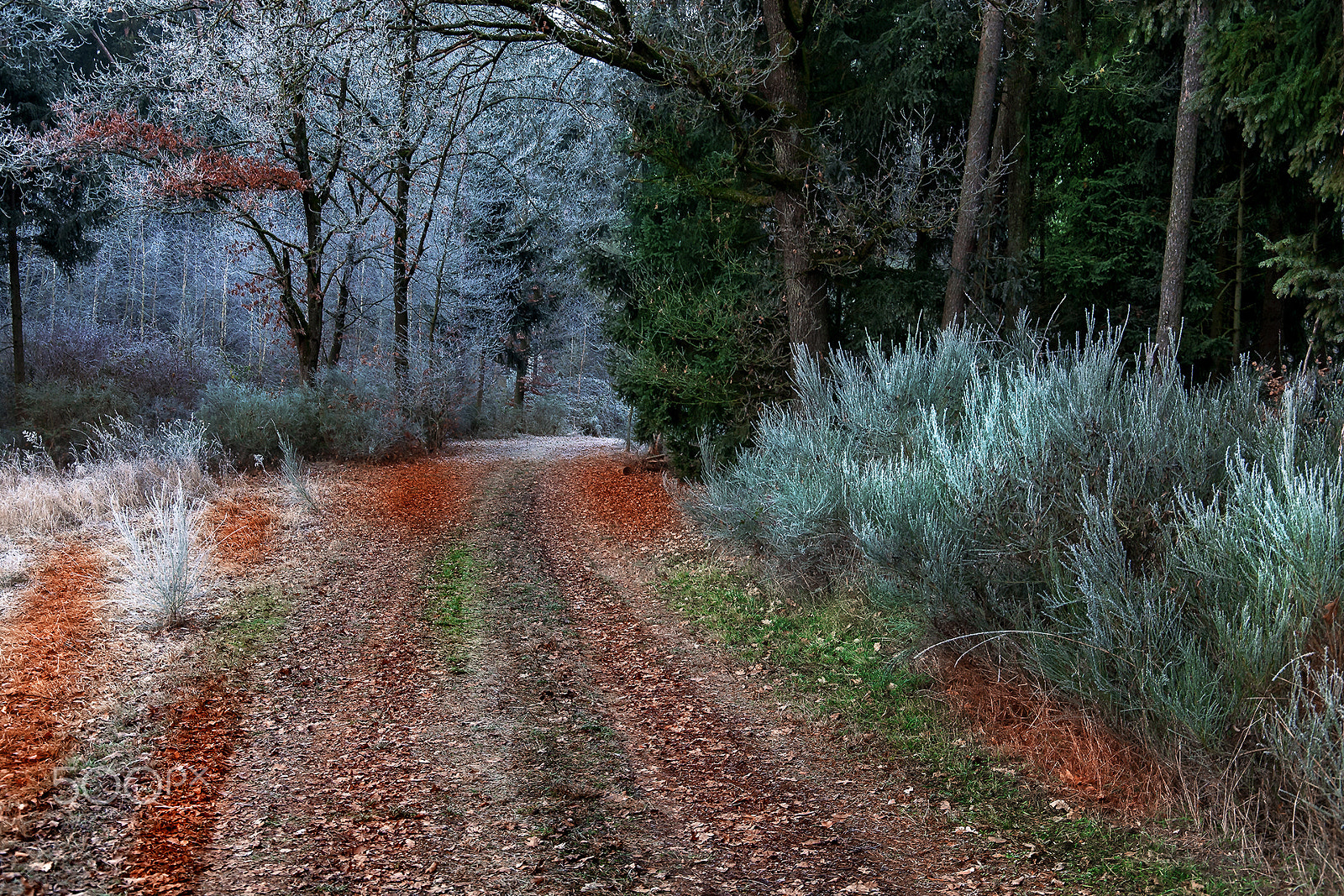 Canon EF 24-105mm F3.5-5.6 IS STM sample photo. Forest photography