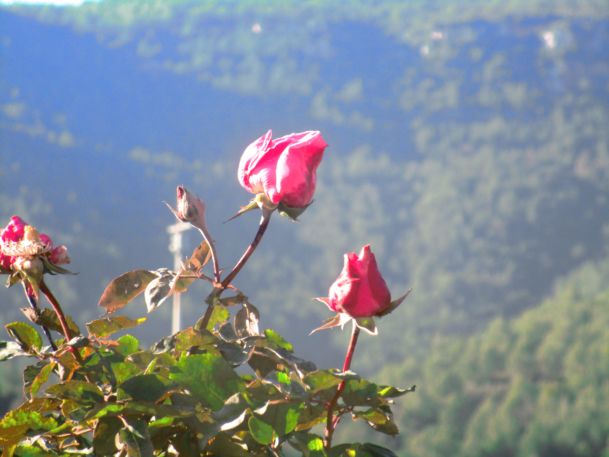 Canon PowerShot ELPH 150 IS (IXUS 155 / IXY 140) sample photo. Pink rose!!  photography