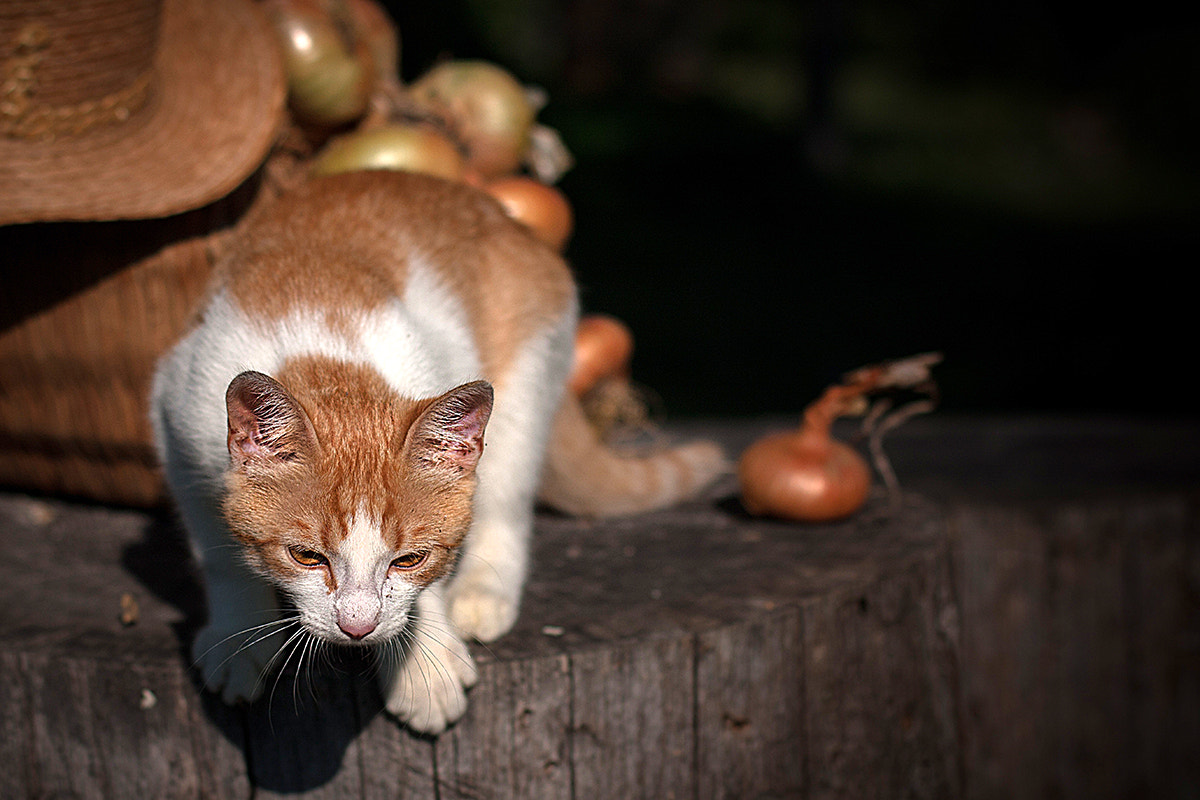 Canon EOS 40D + Canon EF 50mm F1.4 USM sample photo. My little friend photography