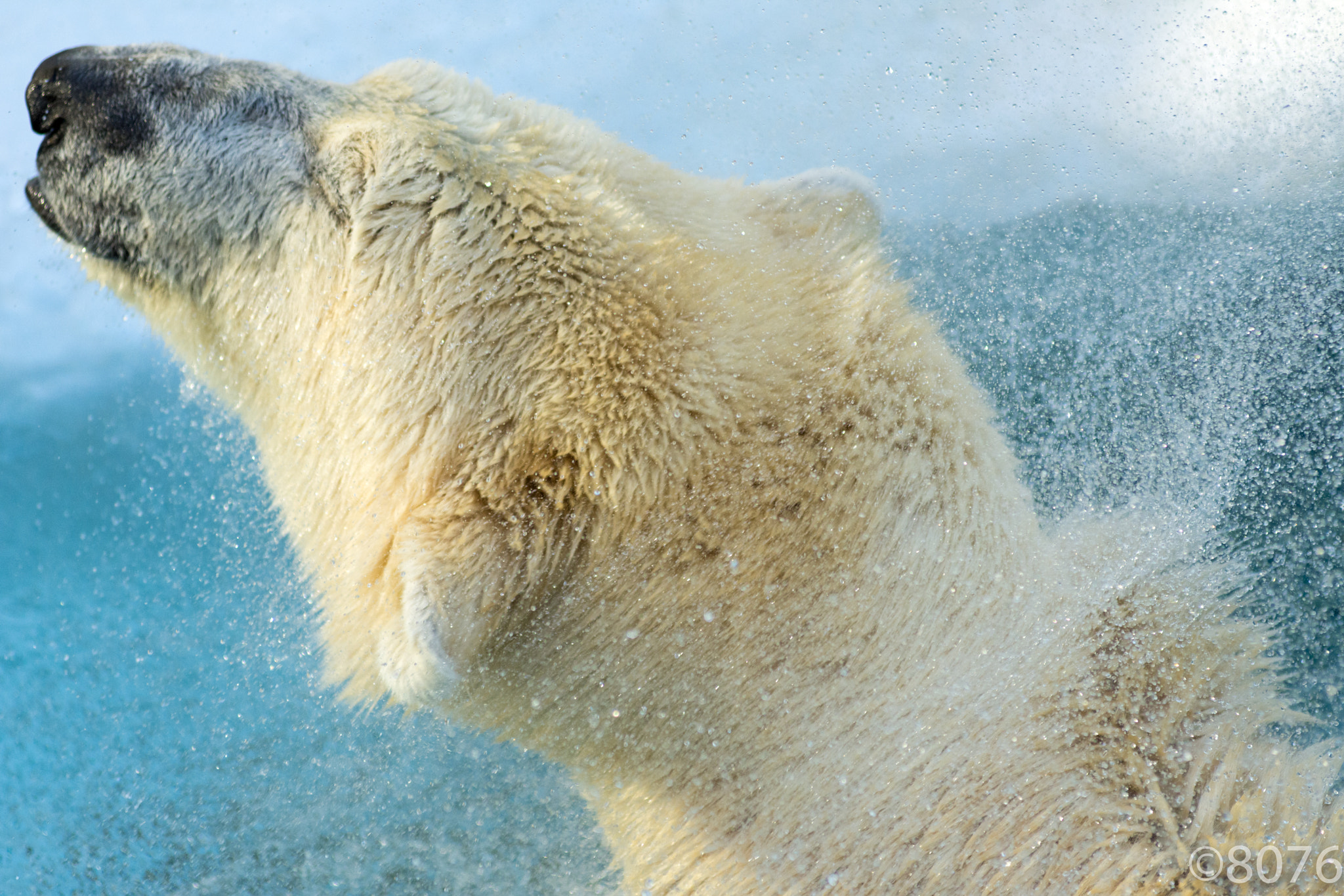 AF Zoom-Nikkor 80-200mm f/2.8 ED sample photo. Polar bear with a splash photography