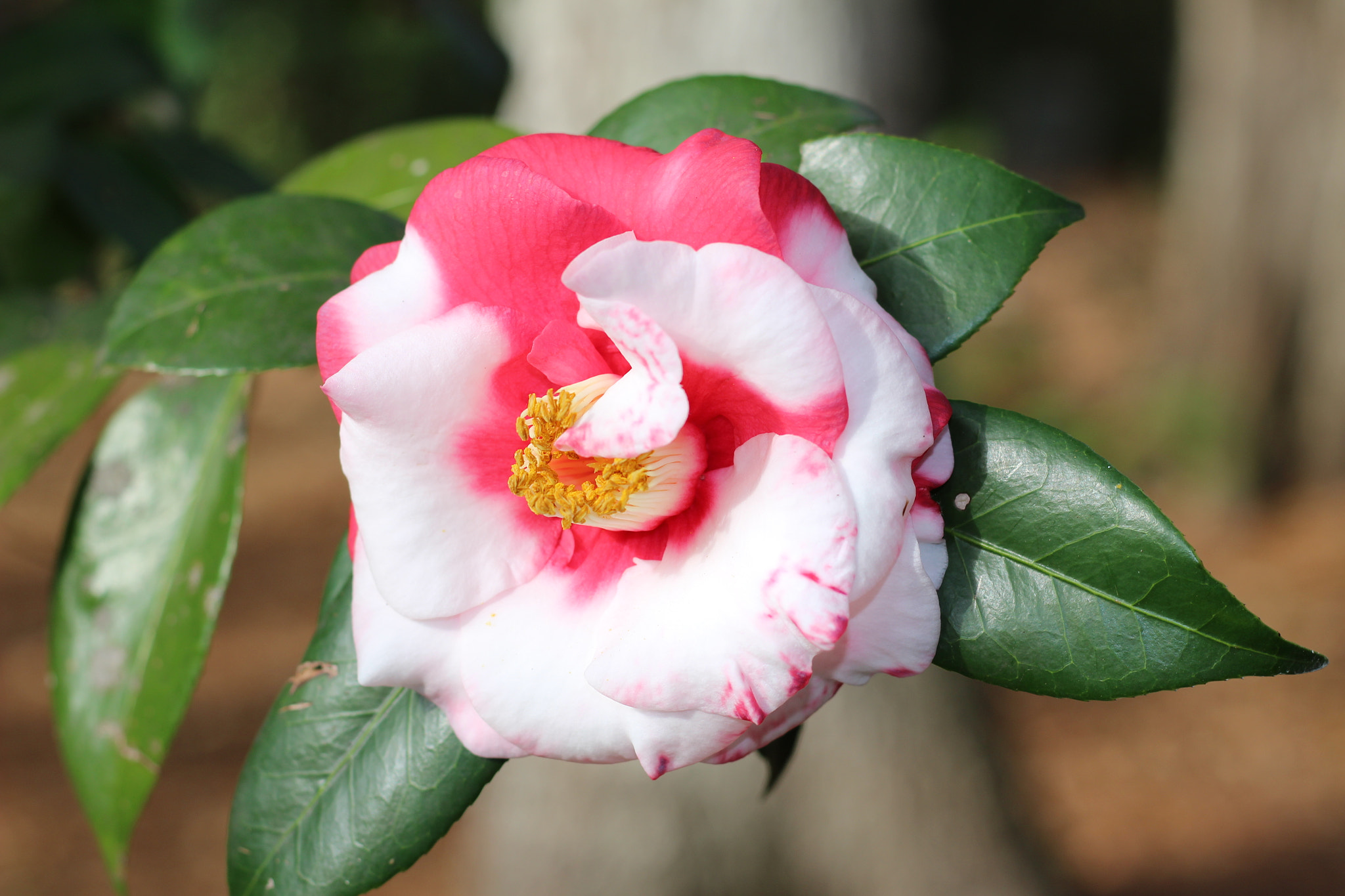 Canon EOS 100D (EOS Rebel SL1 / EOS Kiss X7) sample photo. Red and white camellia photography