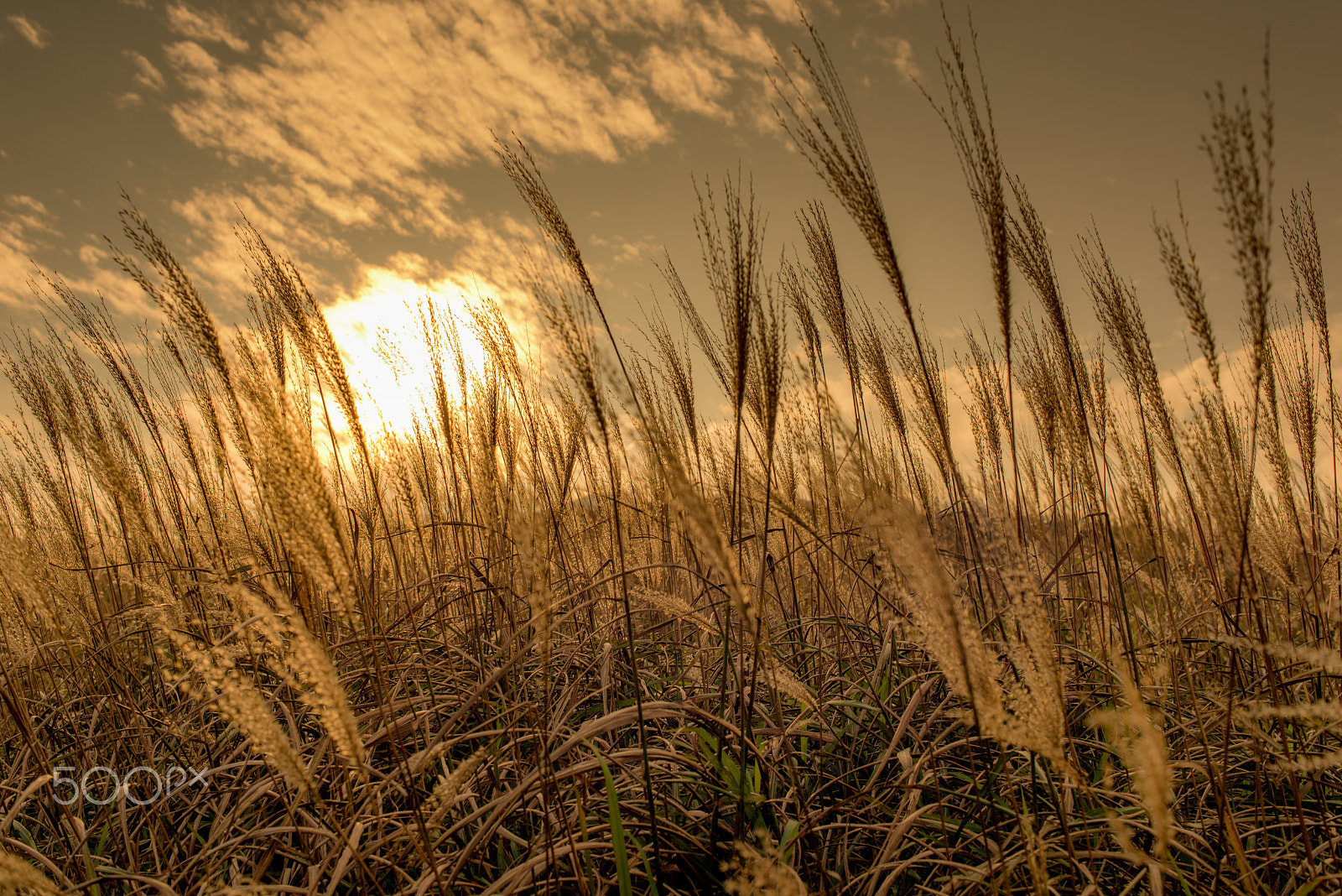 Nikon D800 + Nikon AF Nikkor 35mm F2D sample photo. Miscanthus in the dusking sky, sunset peak in hong photography