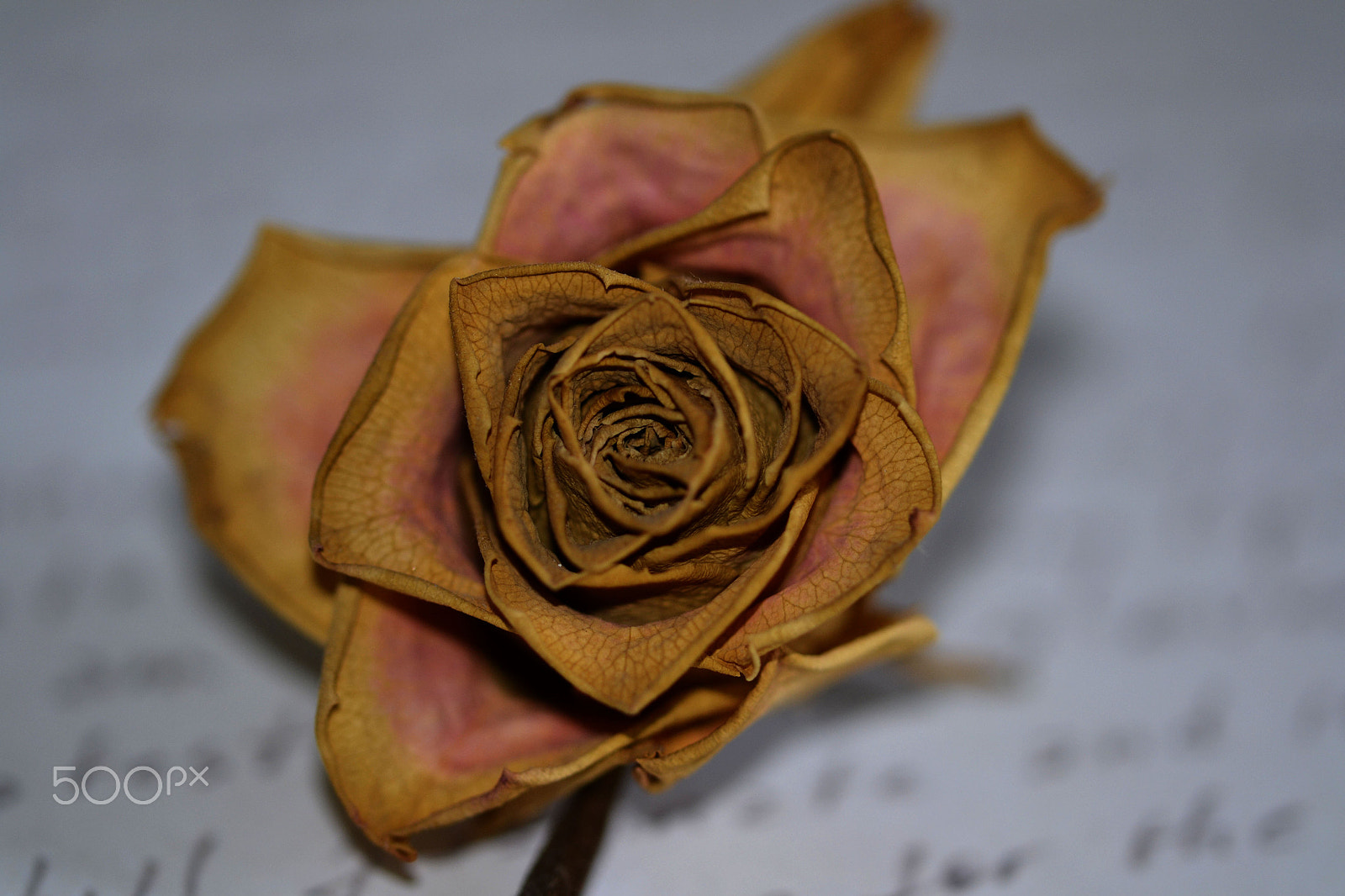 Nikon D3100 sample photo. Love letter rose photography