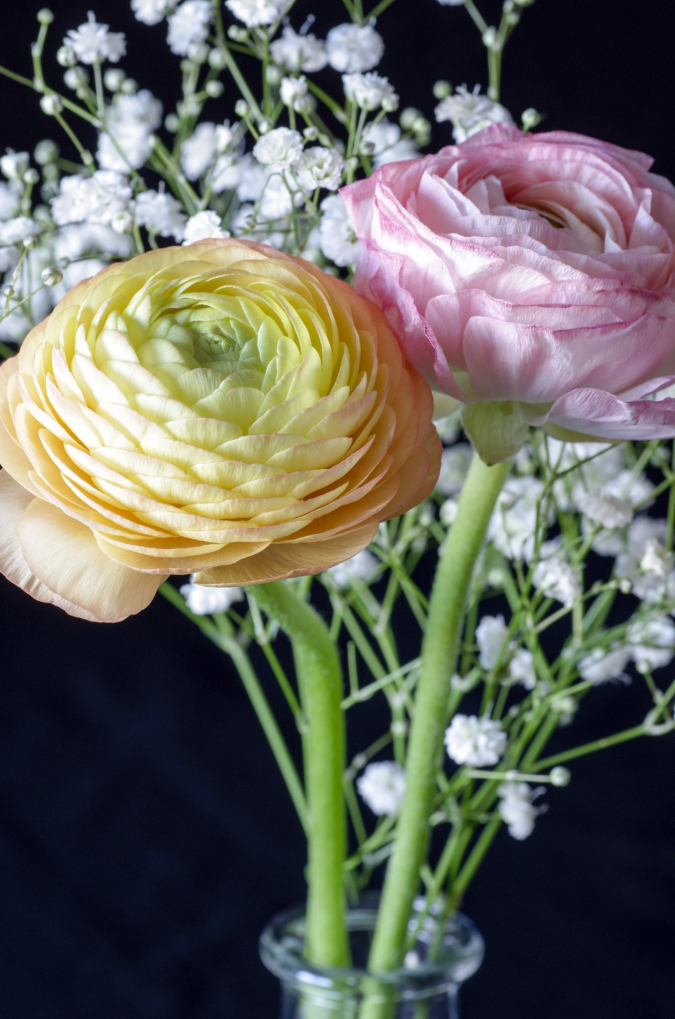 Tamron SP AF 90mm F2.8 Di Macro sample photo. Ranunculus photography