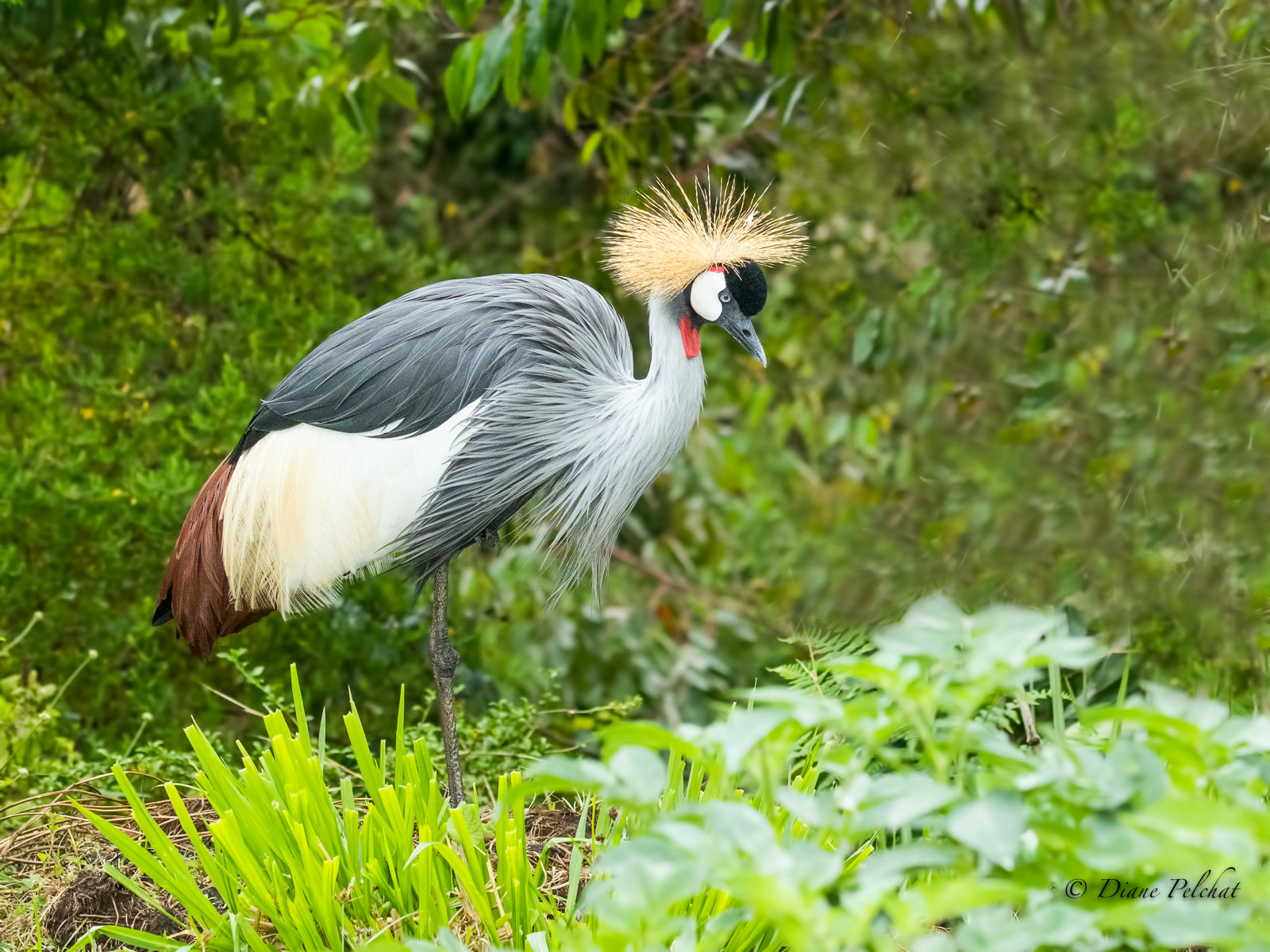 Canon EOS 7D Mark II sample photo. Grey-crowned crane- grue royale photography