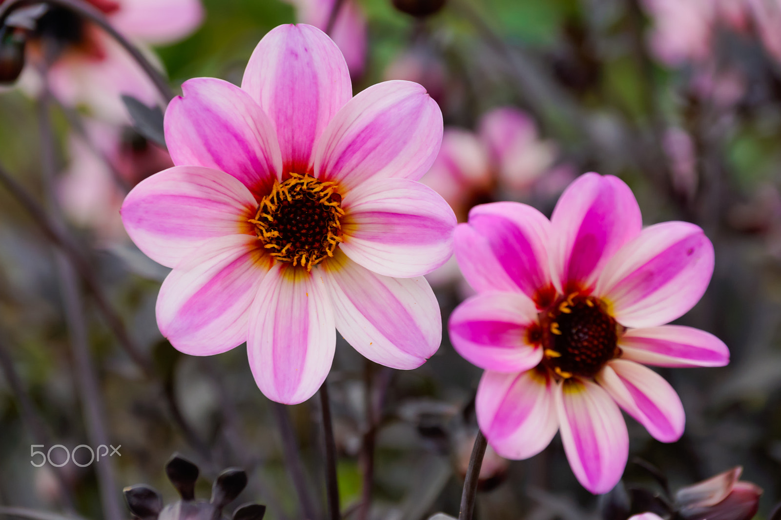 Sony SLT-A65 (SLT-A65V) sample photo. Summer flowers photography