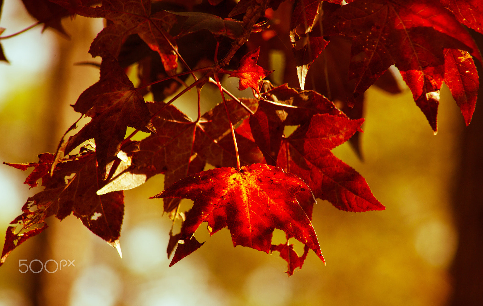 EF75-300mm f/4-5.6 sample photo. Fallcolors by lamontjohnson photography