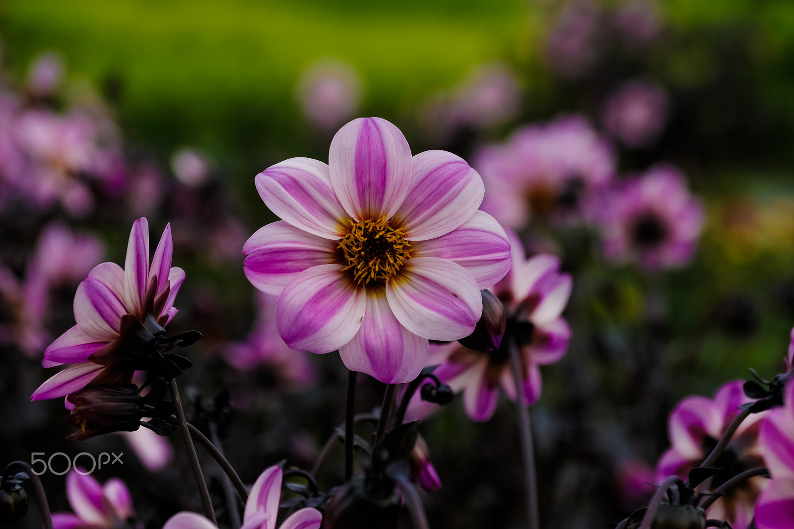 Sony SLT-A65 (SLT-A65V) + Sony DT 18-135mm F3.5-5.6 SAM sample photo. Summer flowers photography