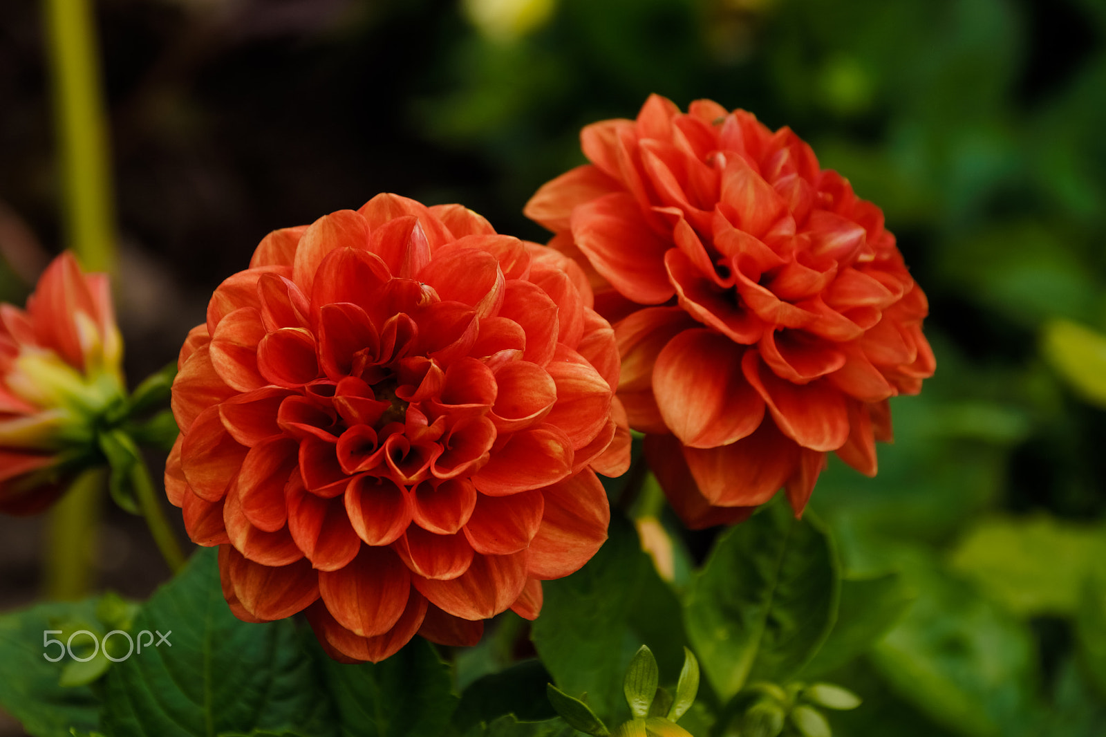 Sony SLT-A65 (SLT-A65V) sample photo. Summer flowers photography