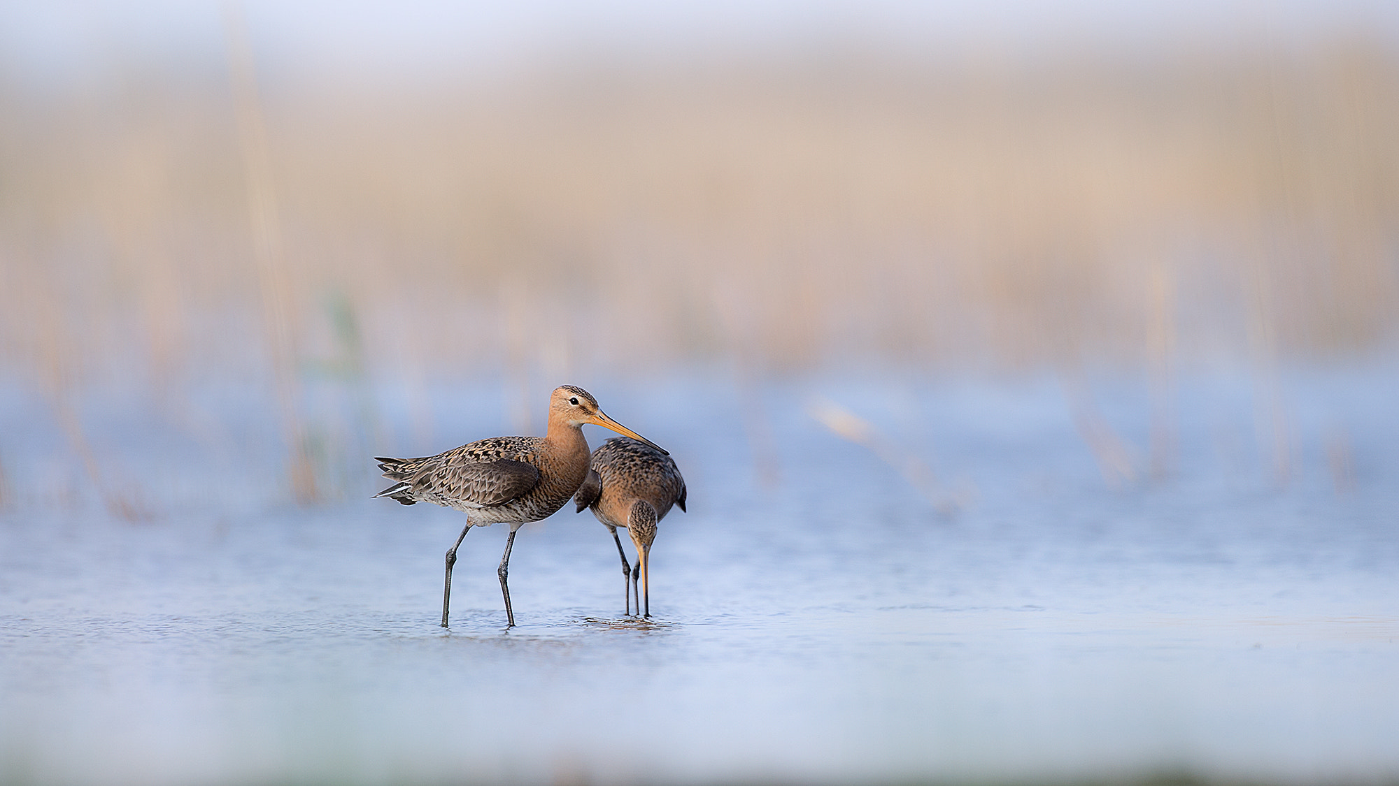 Nikon AF-S Nikkor 500mm F4G ED VR sample photo