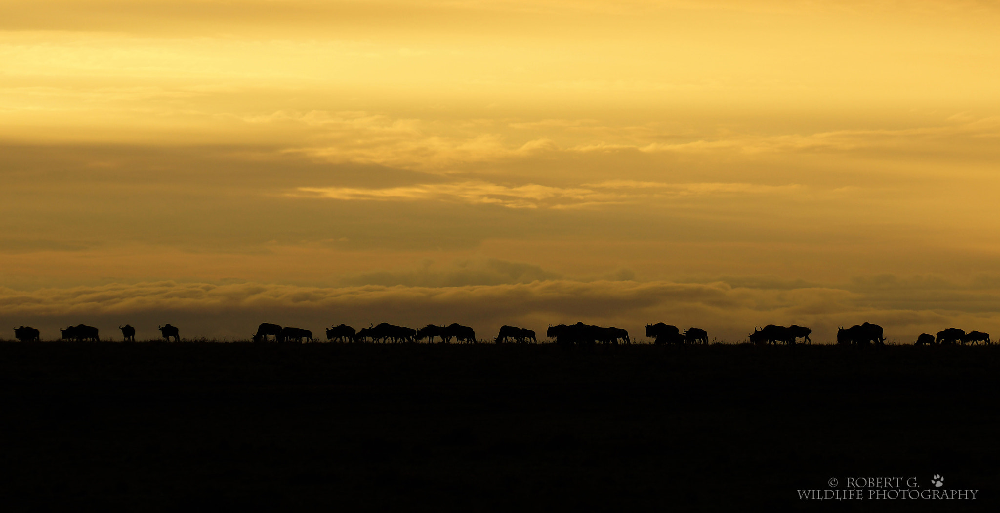 Sony SLT-A77 + Minolta/Sony AF 70-200mm F2.8 G sample photo. Sunset in masai mara photography