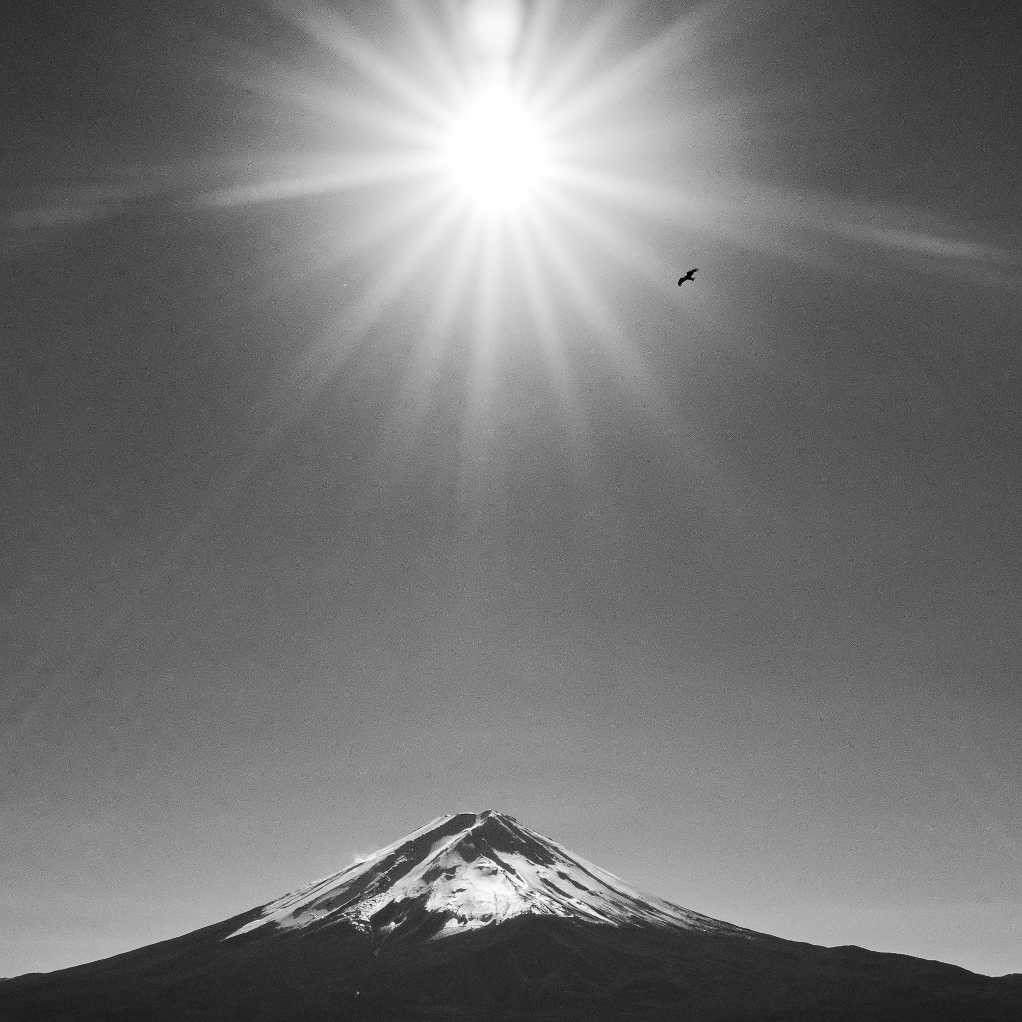 Ricoh GXR A12 sample photo. Flying high photography