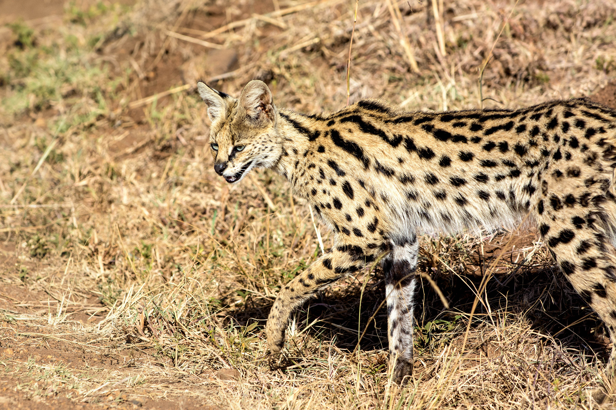 Nikon AF-S Nikkor 70-200mm F4G ED VR sample photo. Serval on the prowl photography