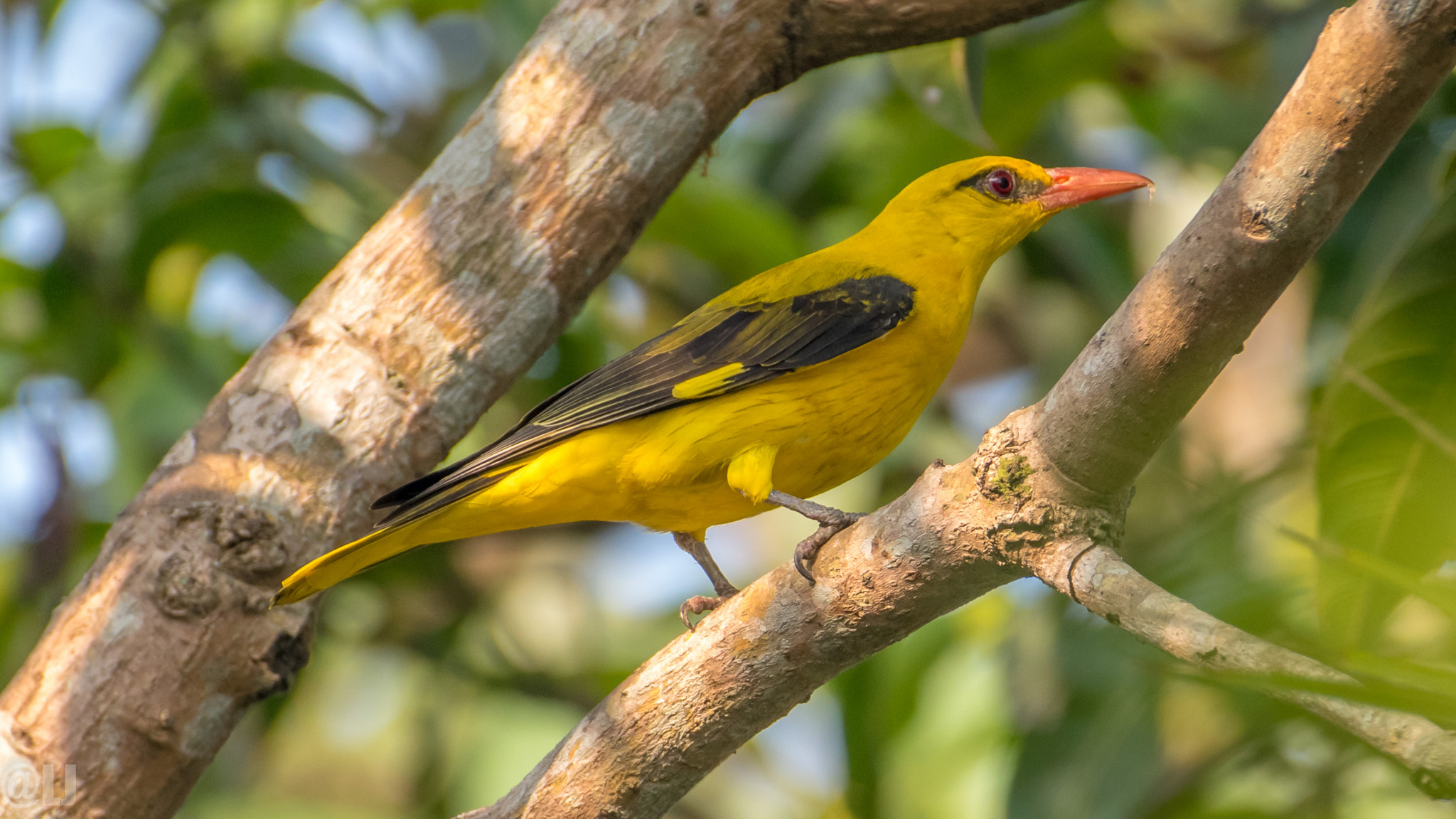 Nikon AF-S Nikkor 200-500mm F5.6E ED VR sample photo. Golden oriole photography