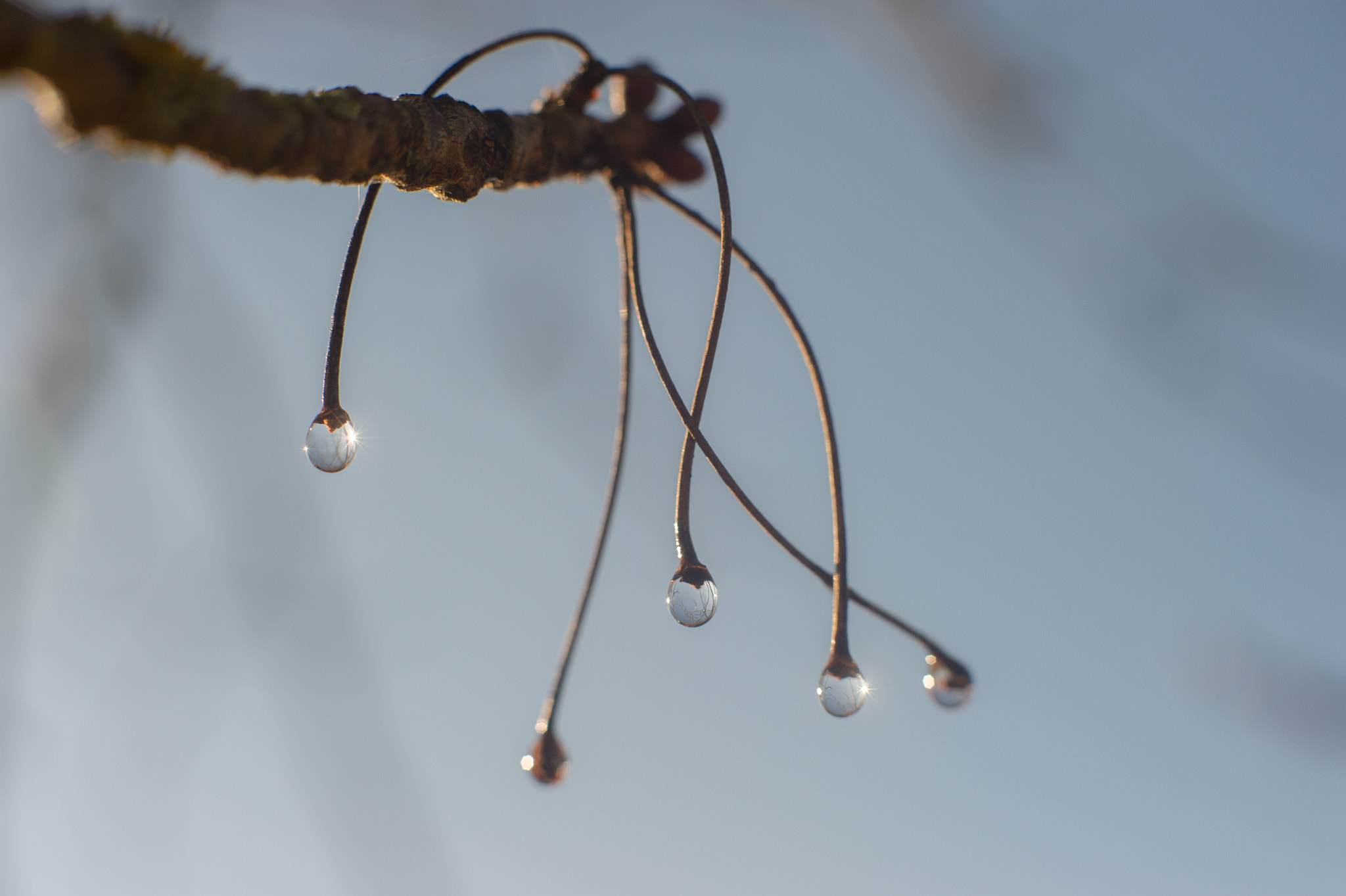 Nikon D3S + AF Nikkor 50mm f/1.4 sample photo. Drops on a cherry-tree second edition photography