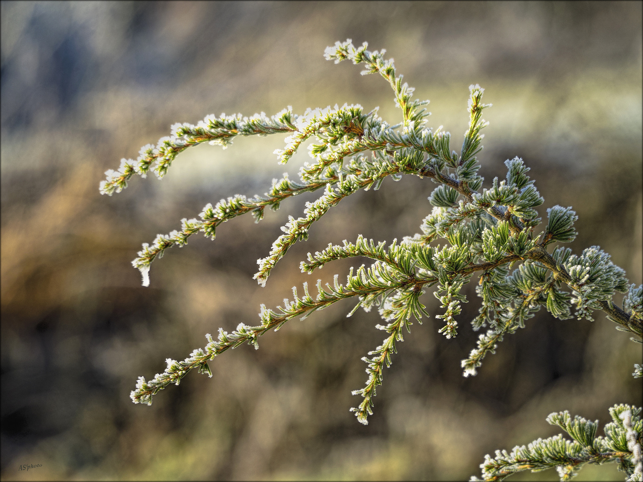 Olympus OM-D E-M1 sample photo. Frosty branch photography