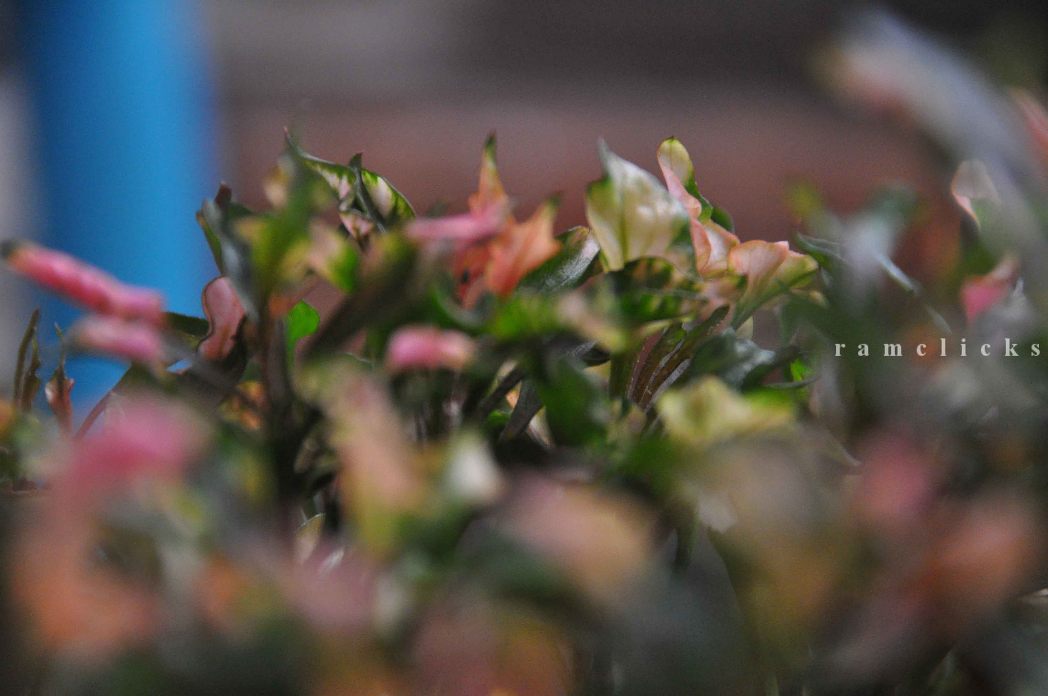 Sigma 18-250mm F3.5-6.3 DC Macro OS HSM sample photo. Pigment photography