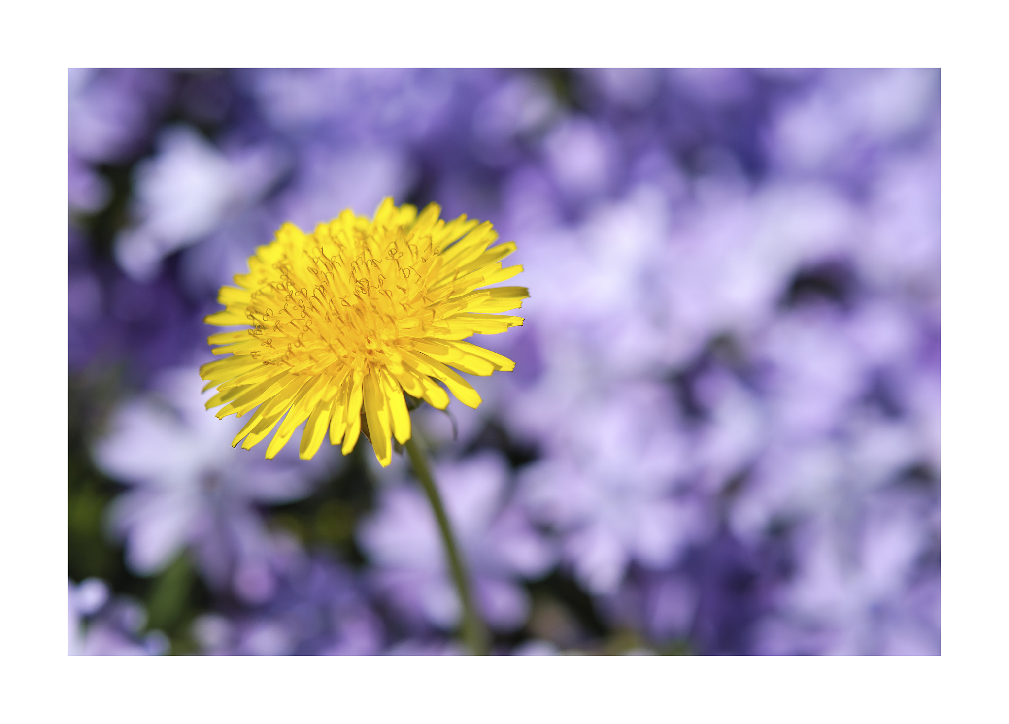 Nikon D80 sample photo. Dandelion flower photography