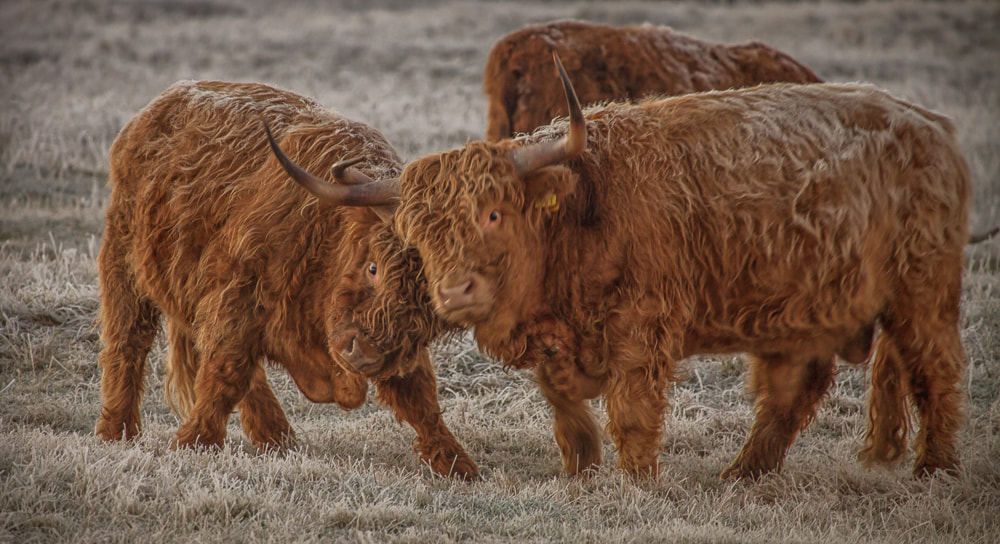 Canon EF-S 55-250mm F4-5.6 IS STM sample photo. Bull fight photography