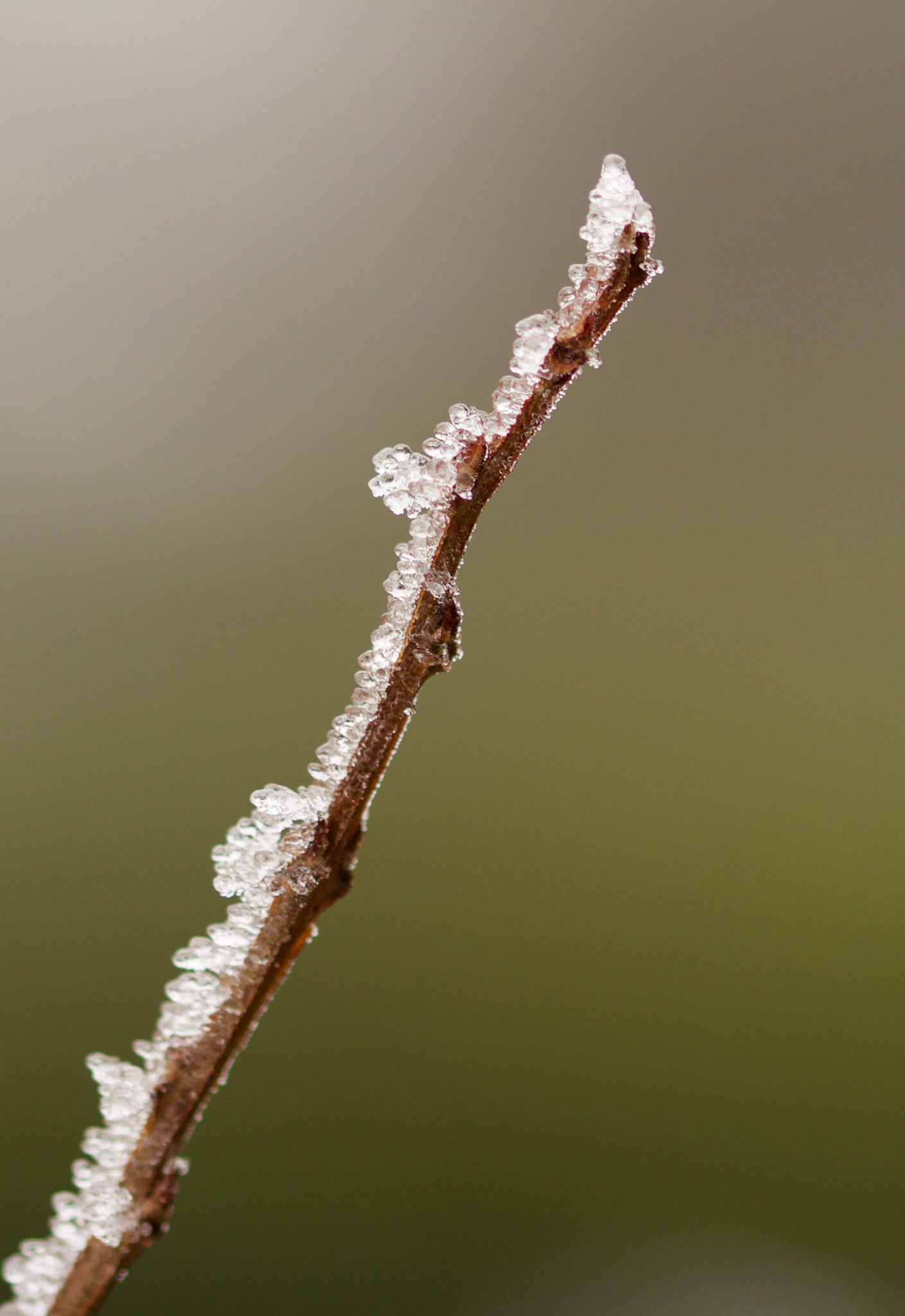 Sigma 105mm F2.8 EX DG OS HSM sample photo. Winter is coming photography