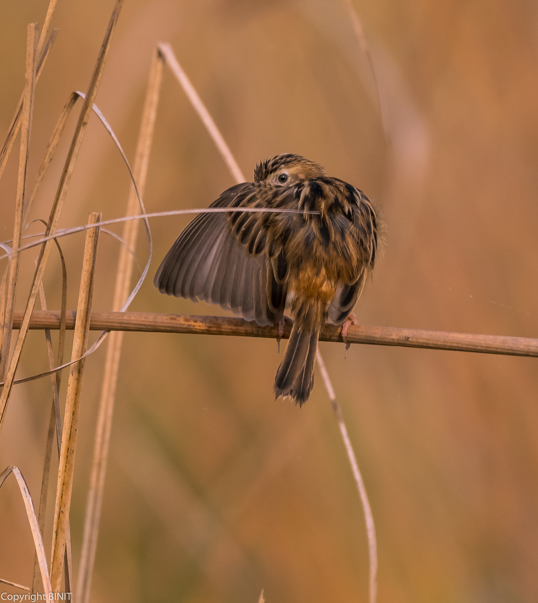 Nikon AF-S Nikkor 200-500mm F5.6E ED VR sample photo. Zitia cisticola photography