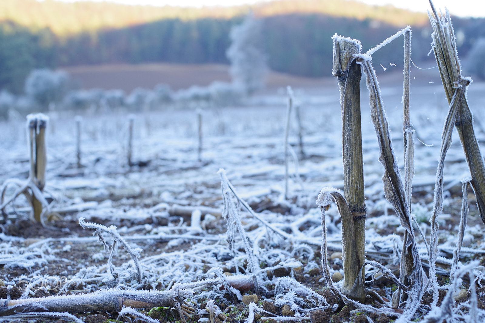 Pentax K-1 sample photo. Winterstimmung photography