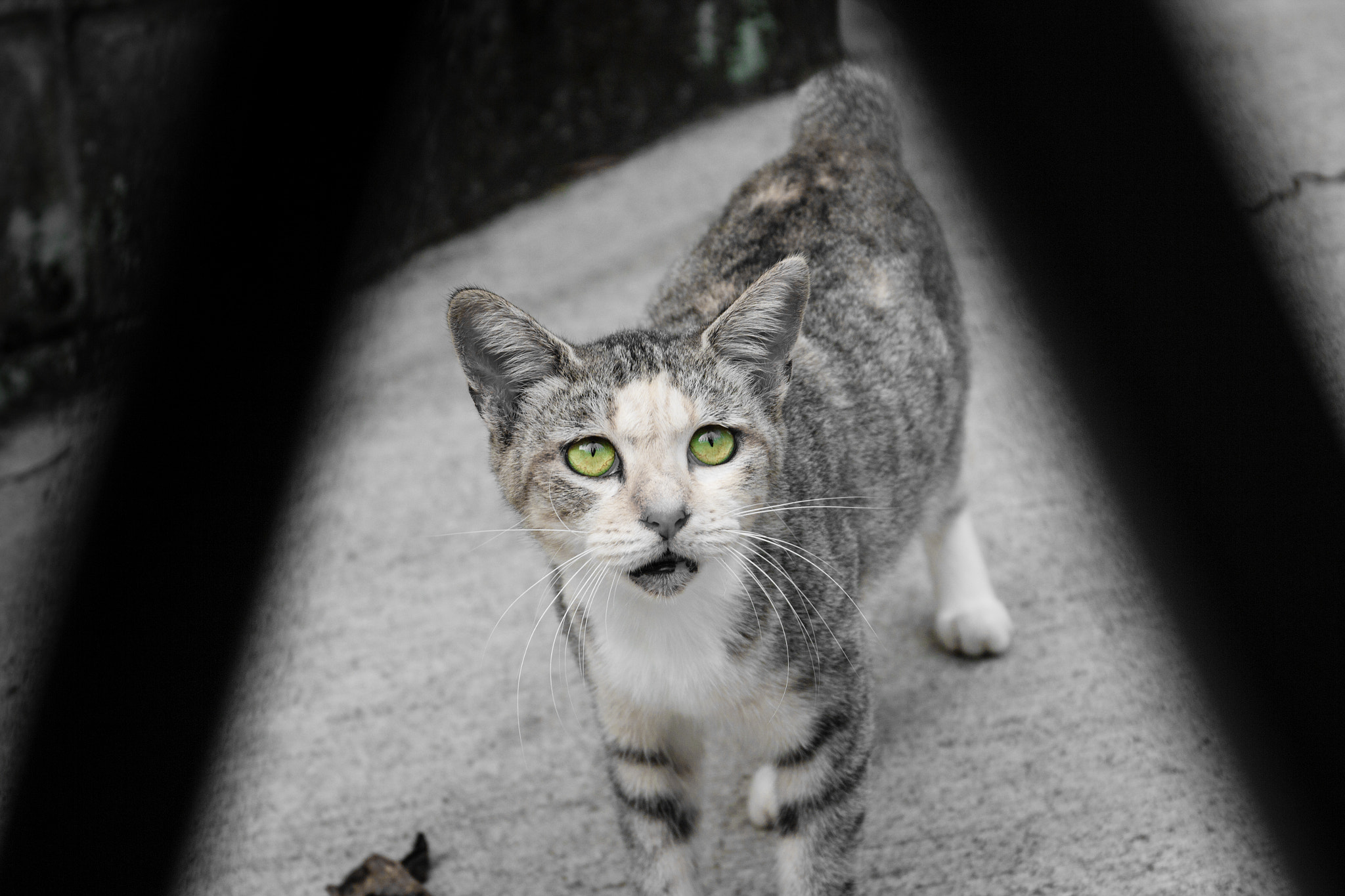 Canon EF 24-70mm F4L IS USM sample photo. Who are you? photography