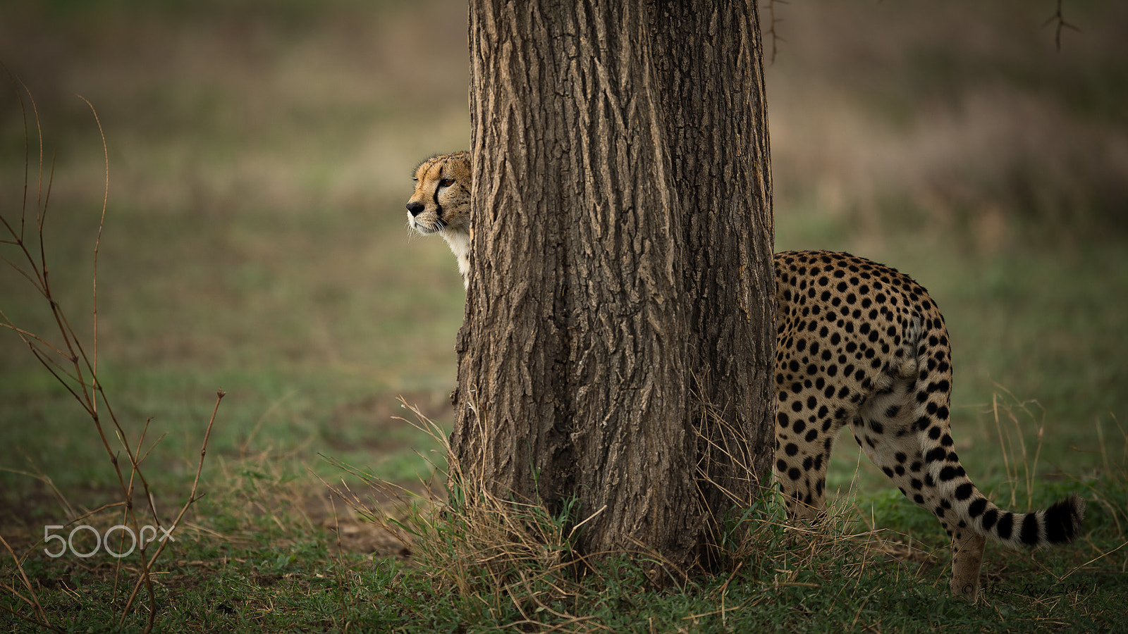 Nikon D4S + Nikon AF-S Nikkor 500mm F4E FL ED VR sample photo. "in action..." happy new year to all. photography