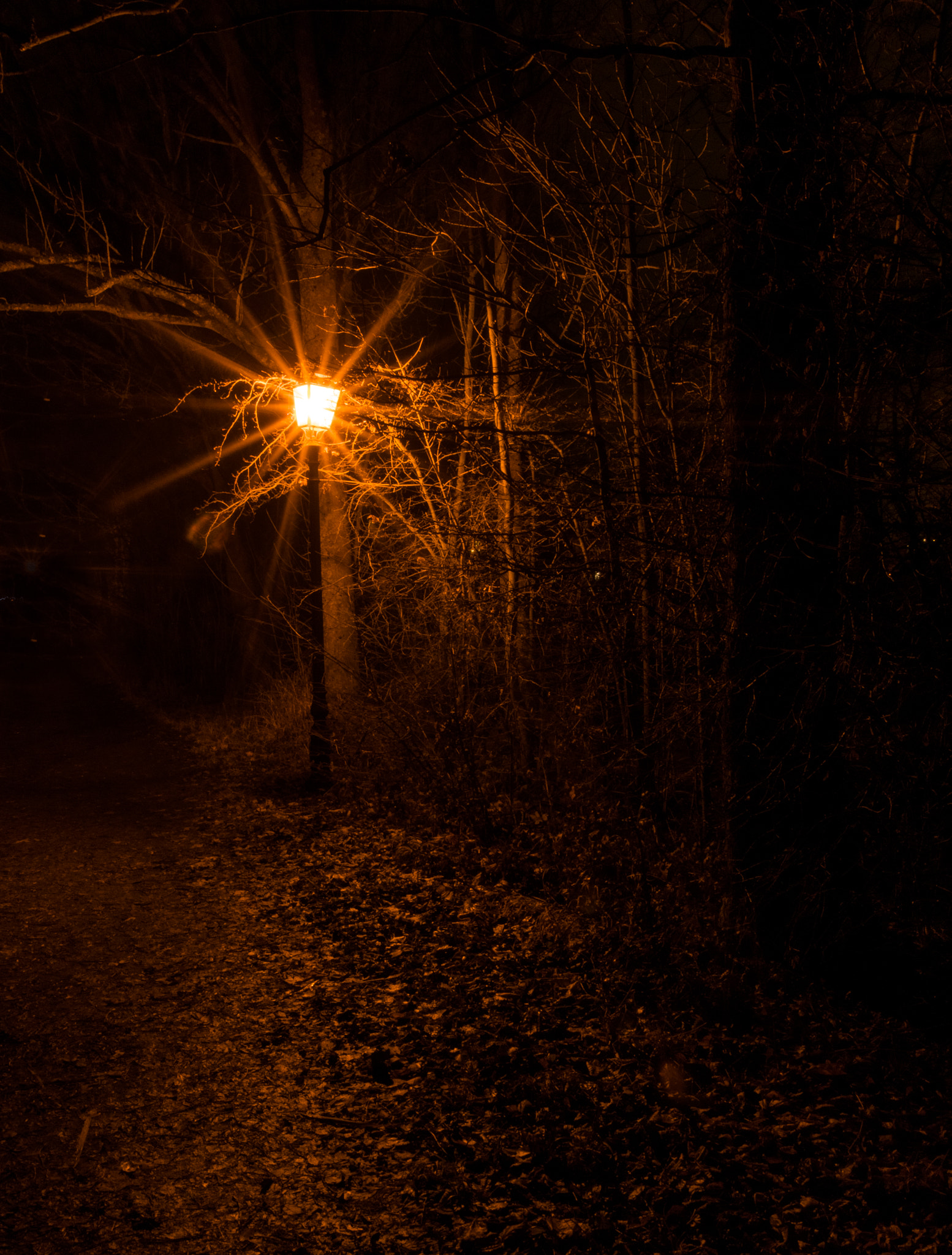 Nikon D3300 sample photo. Ahorn lonely lantern photography