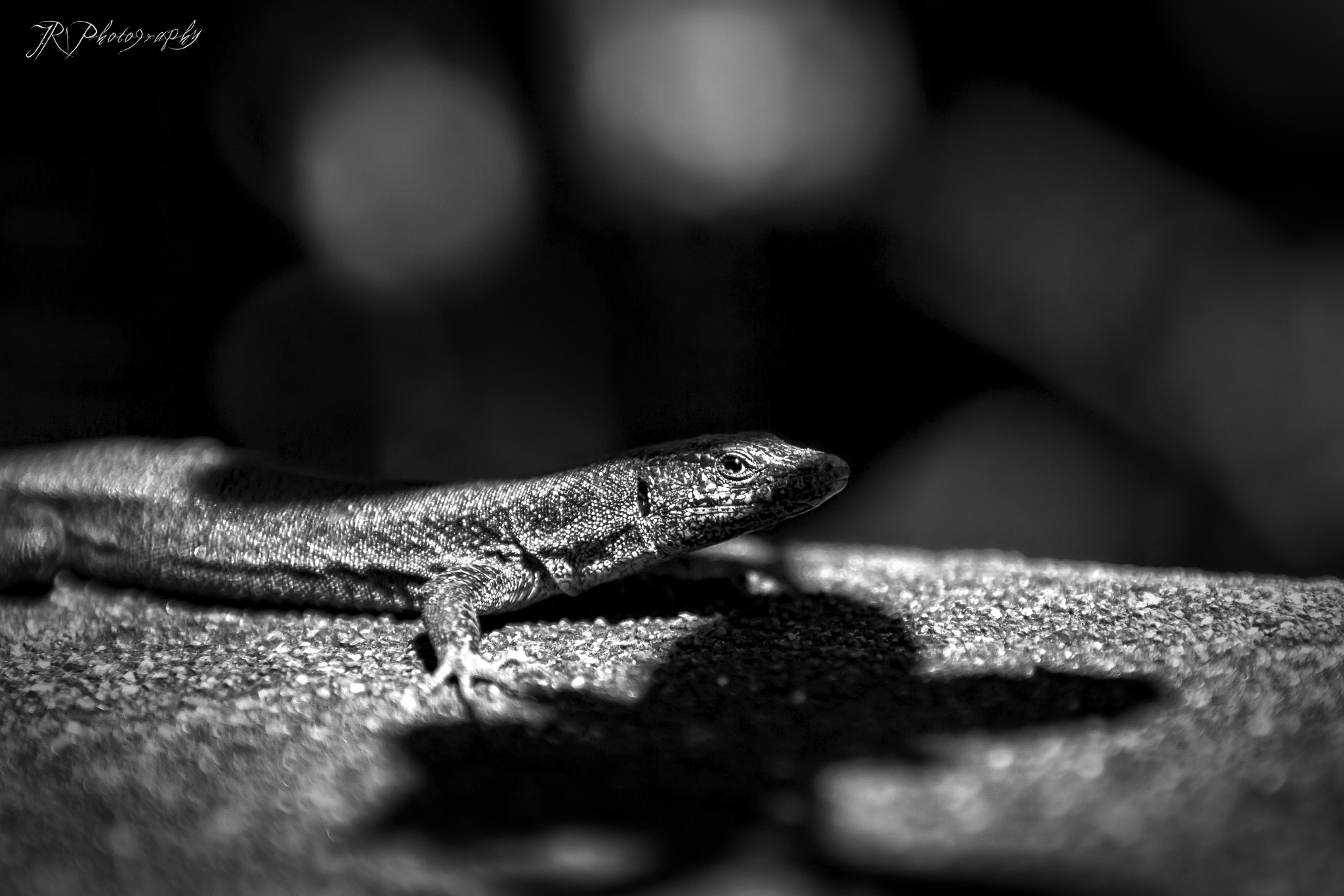 Canon EF 70-200mm F2.8L IS II USM sample photo. 50 shades of grey (madeira wall lizard) photography