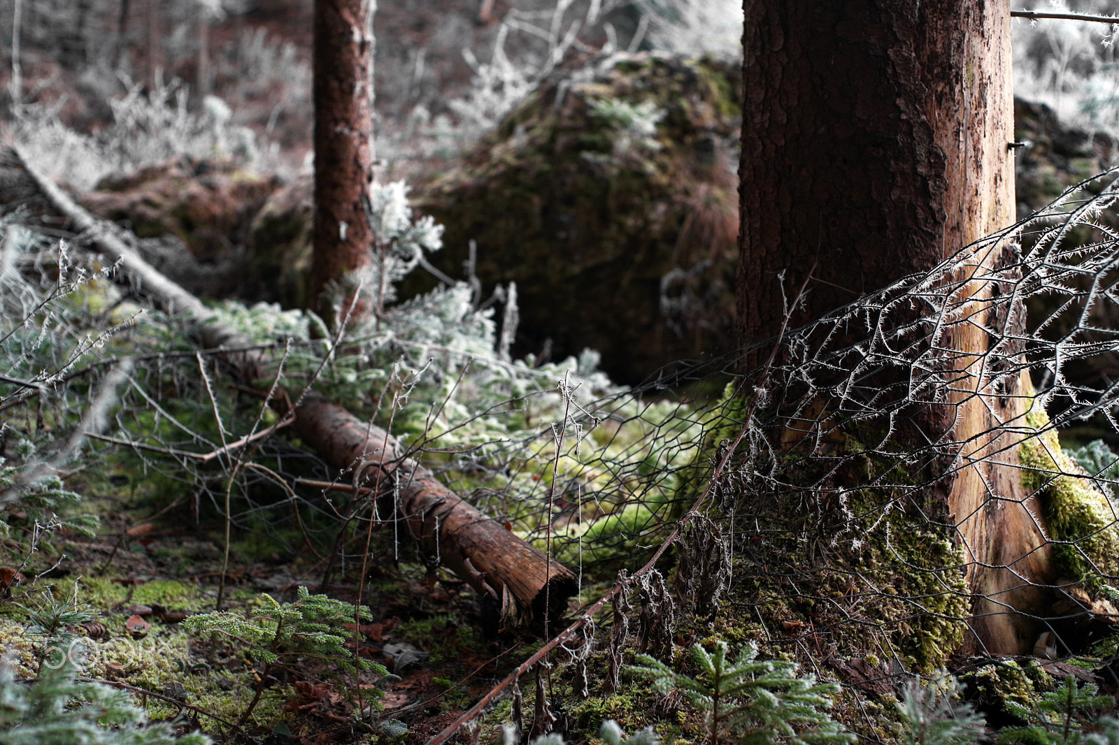 Pentax K-1 + Pentax smc FA 43mm F1.9 Limited sample photo. Winterwald photography