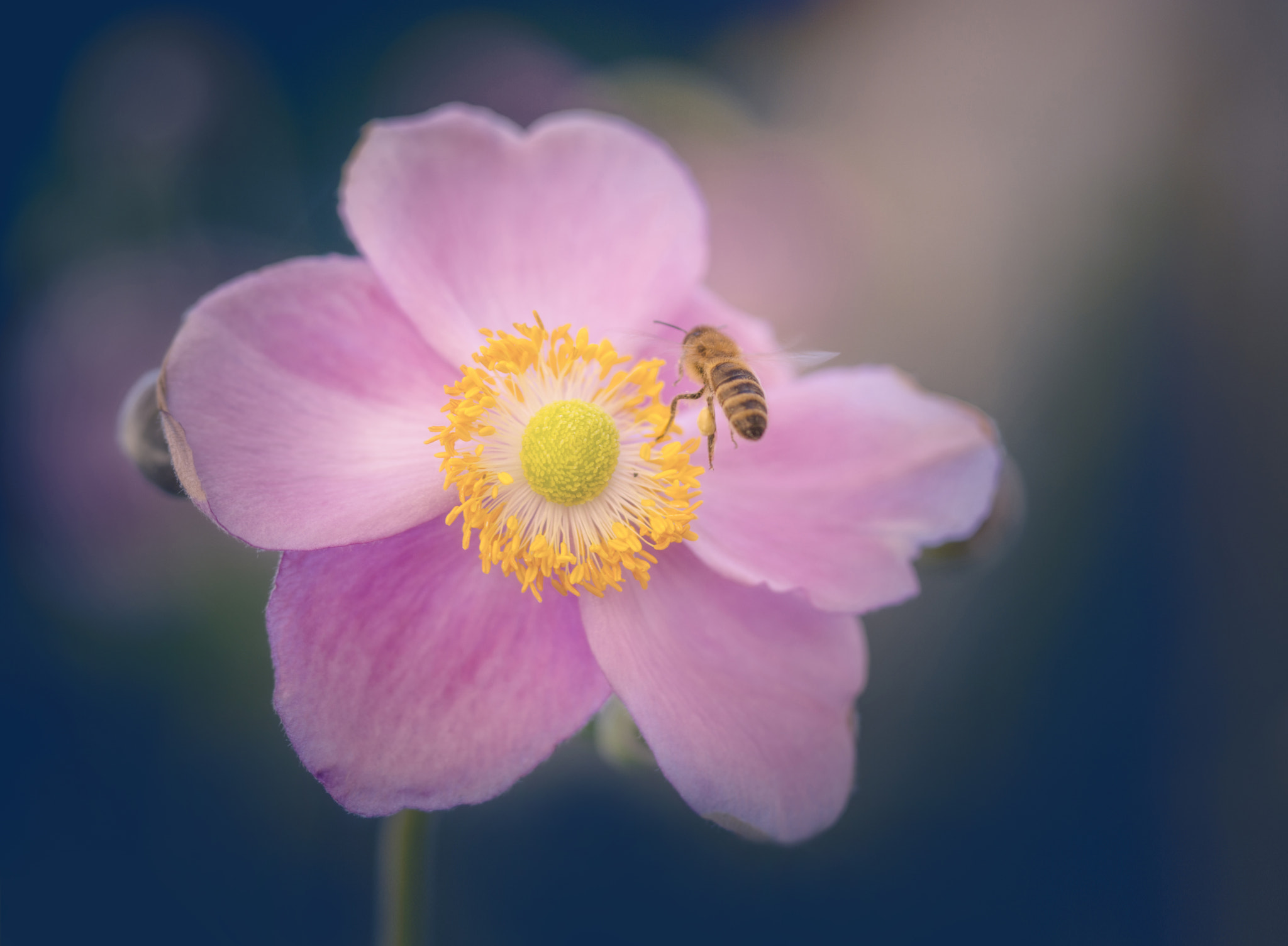 Sony SLT-A77 + 105mm F2.8 sample photo. Little bee photography
