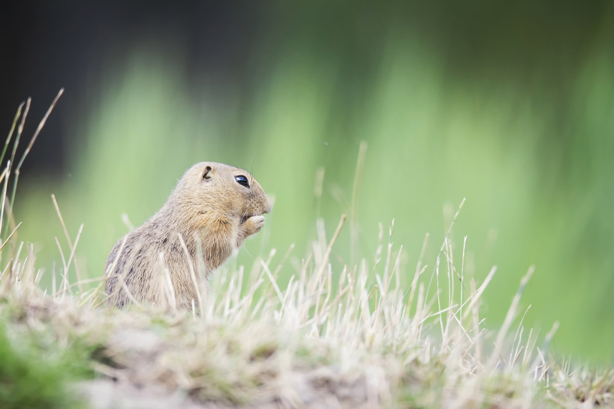 Sigma 150-600mm F5-6.3 DG OS HSM | S sample photo. Ground squirrel (spermophilus citellus) photography