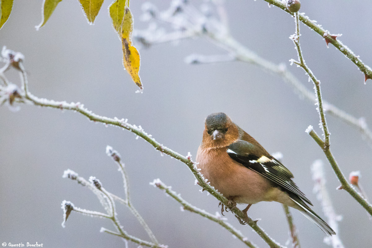Canon EF 600mm F4L IS II USM sample photo. Pinson des arbres photography