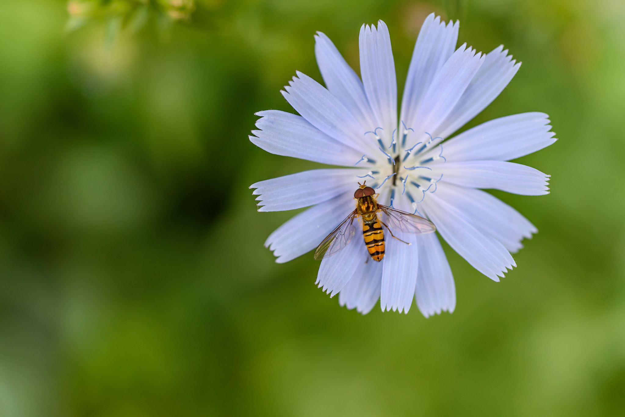 Nikon AF Micro-Nikkor 60mm F2.8D sample photo. Wasp on a flower photography