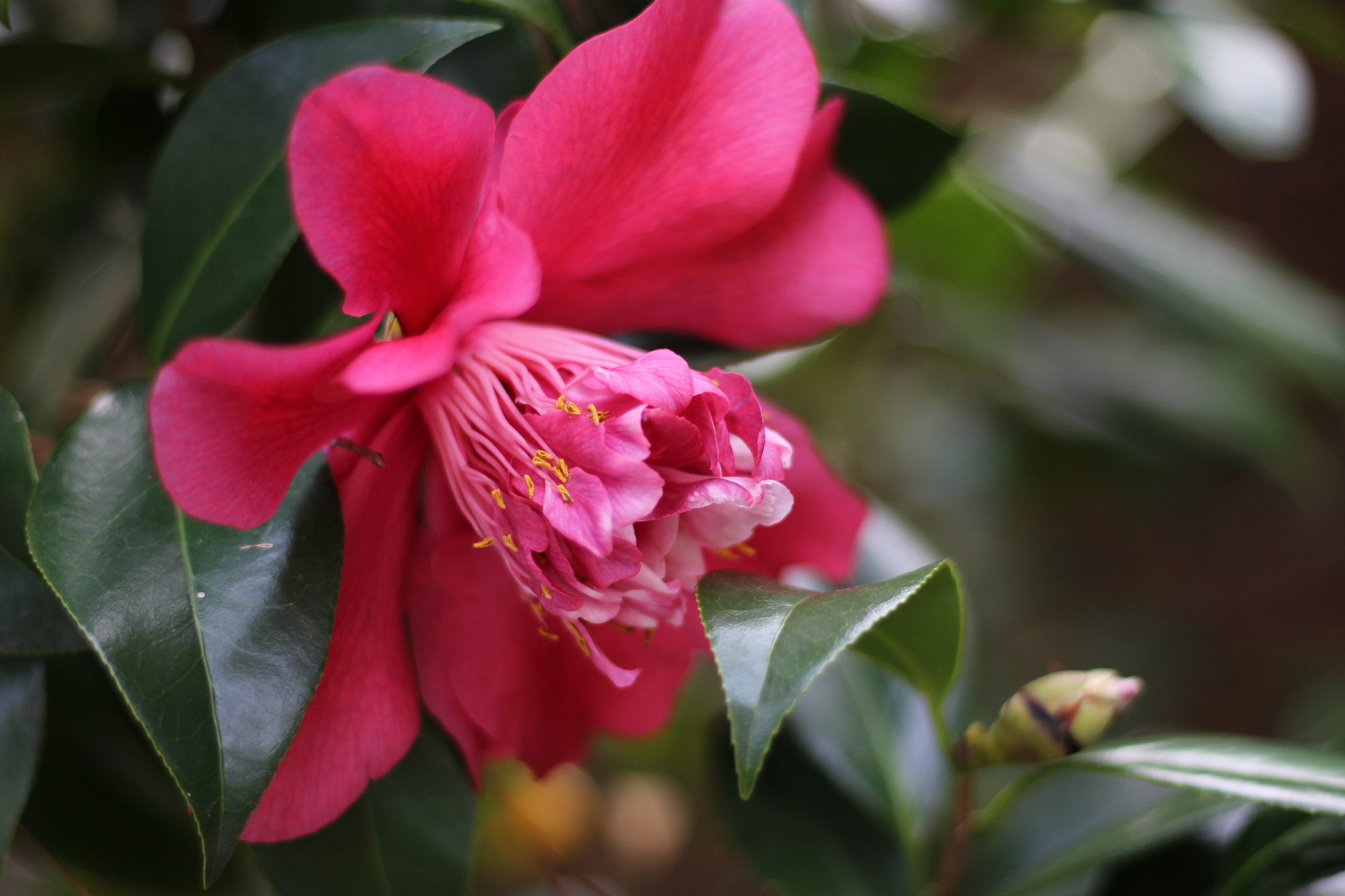 Canon EOS 100D (EOS Rebel SL1 / EOS Kiss X7) sample photo. Mark allen variegated photography