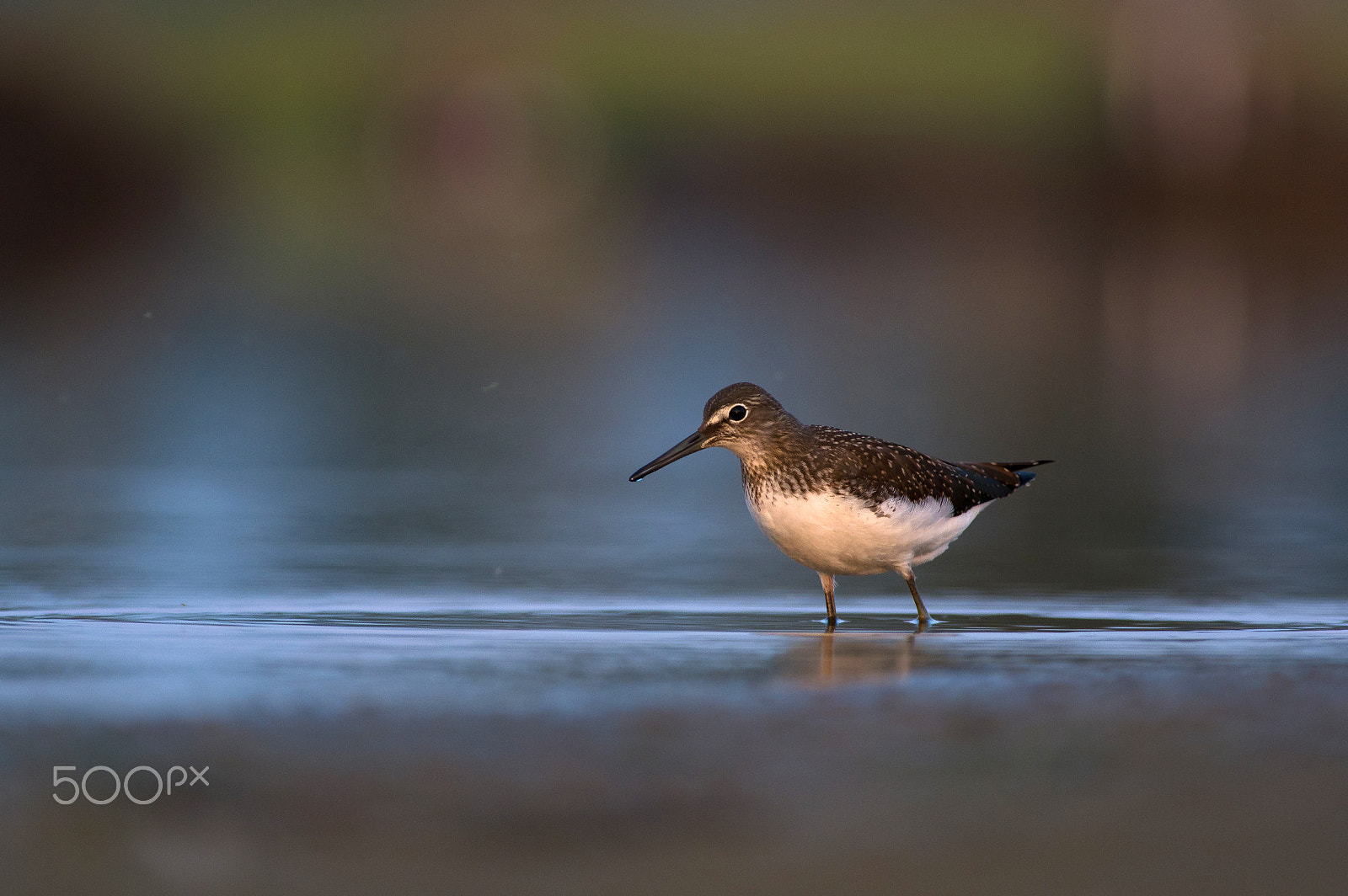 Pentax smc DA* 300mm F4.0 ED (IF) SDM sample photo. Tringa glareola photography