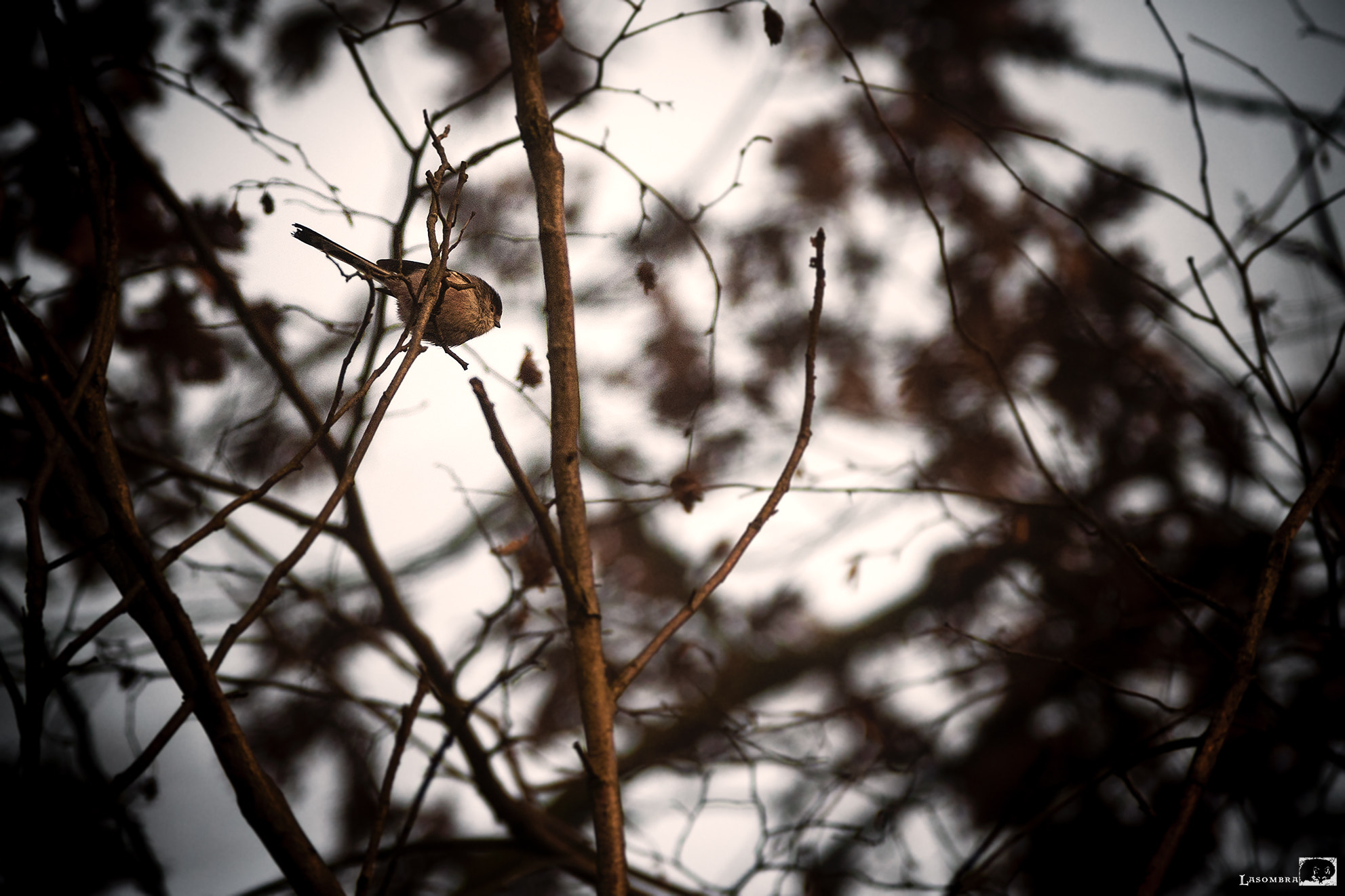 Tokina AT-X 304 AF (AF 300mm f/4.0) sample photo. Long-tailed tit photography