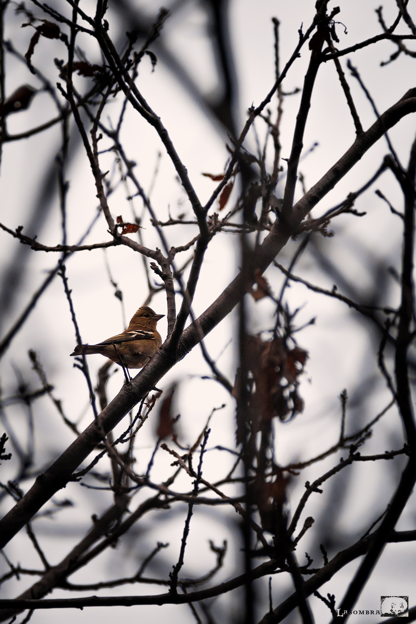 Nikon D3 sample photo. Chaffinch photography