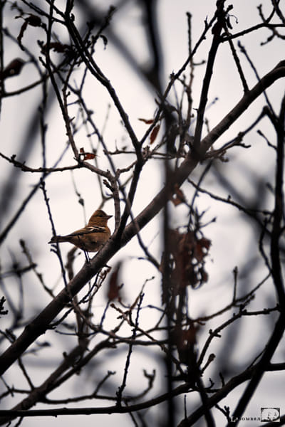 Tokina AT-X 304 AF (AF 300mm f/4.0) sample photos - ExploreCams Tokina AT-X 304 AF (AF 300mm f/4.0) sample photos - ExploreCams